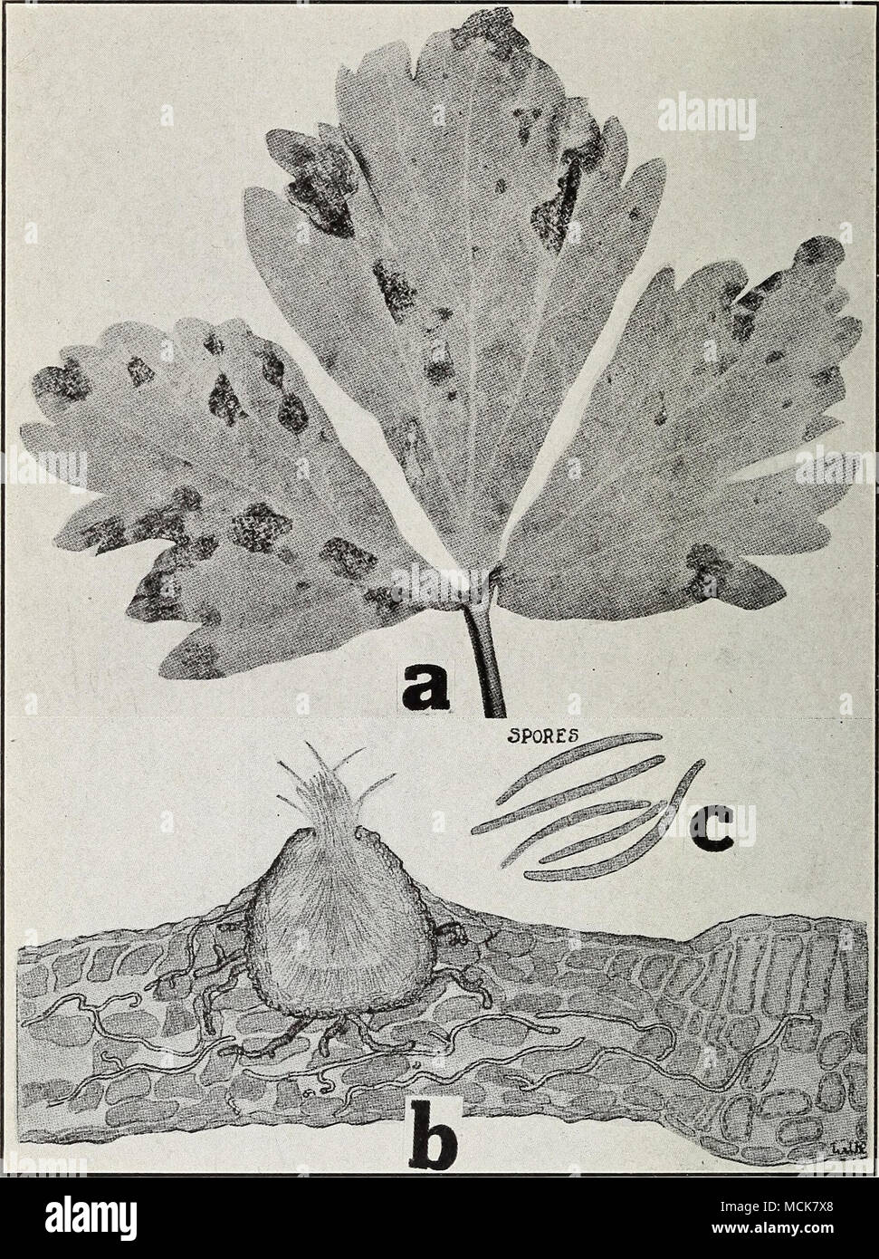 . Fig. i8. Celery Disease. a. Septoria leaf spot, b. cross section through leaf to show relationship of fungus to its host, c. spores of Septoria petroselini (a-c after Coons). Stock Photo