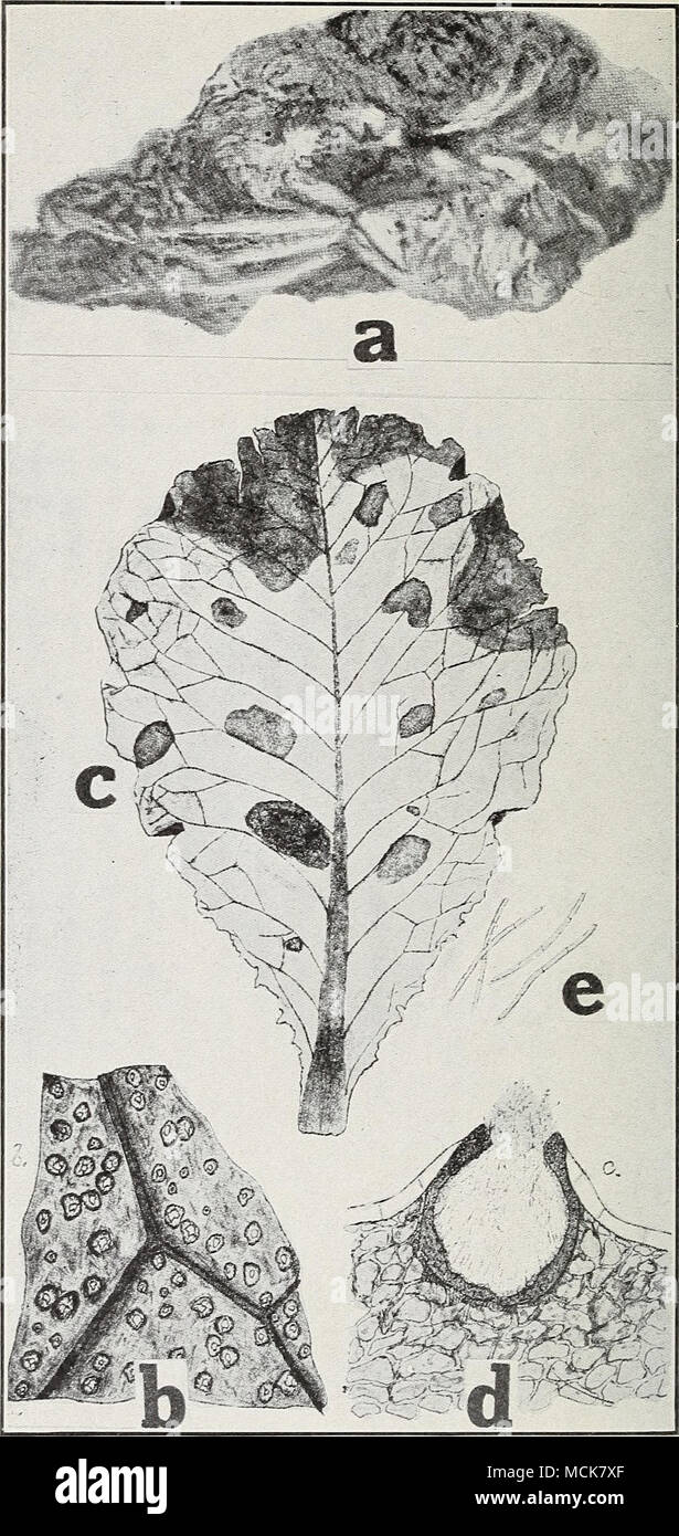 . Fig. 27. Lettuce Diseases. a. Drop (after Humphrey), h. Septoria leaf spot, c. same as b. but older spots, d. pycnida, e. pycniospores (af- ter Selby). Stock Photo