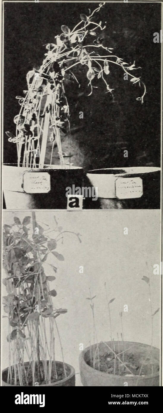 . Fig. 7. Effect of Soil Sterilization. a. To left, sterilized soil planted in sweet peas, to right Rhizoctonia sick soil unsterilized and where seed failed to germinate. b. To left, sterilized soil planted in sweet peas, to right. Fusarium sick soil unsterilized, where seed failed to germinate. Stock Photo