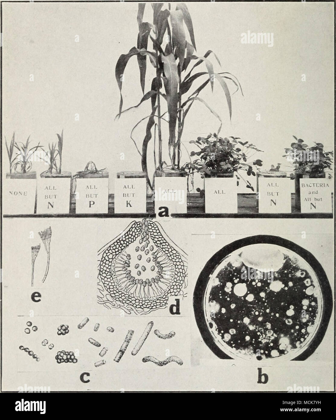 . Fig. 2. a. Effect of a balanced fertilizer on corn and clover, b, various organisms isolated from a soil particle, c. types of bacteria, Coccus, Bacillus and Spirilla (after P. E. Brown); d. pycnidium (after C. L. Shear), e. conidiophores of Penicillium. Stock Photo