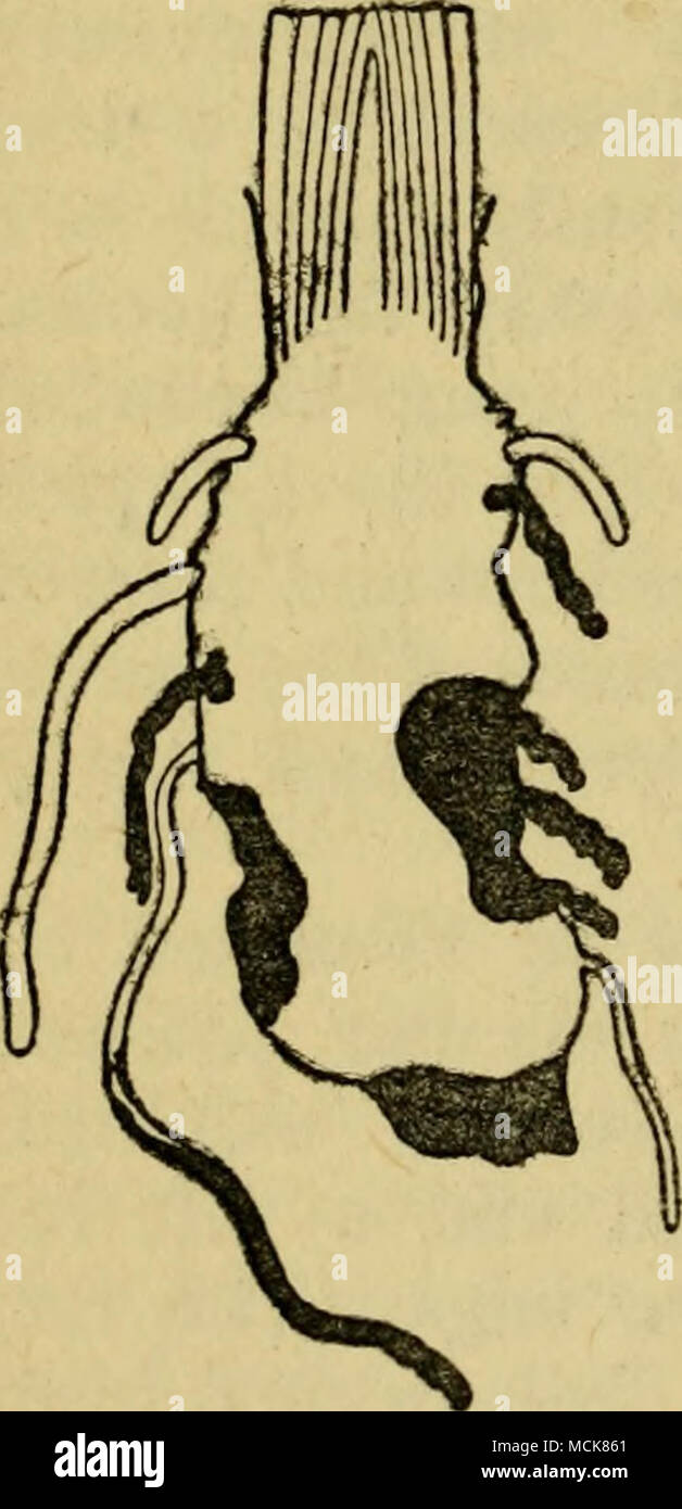 . Fig. 38. Arum dlgease caused by Bacillus carotovorus showing {dIseaBed corm and roots. Stock Photo