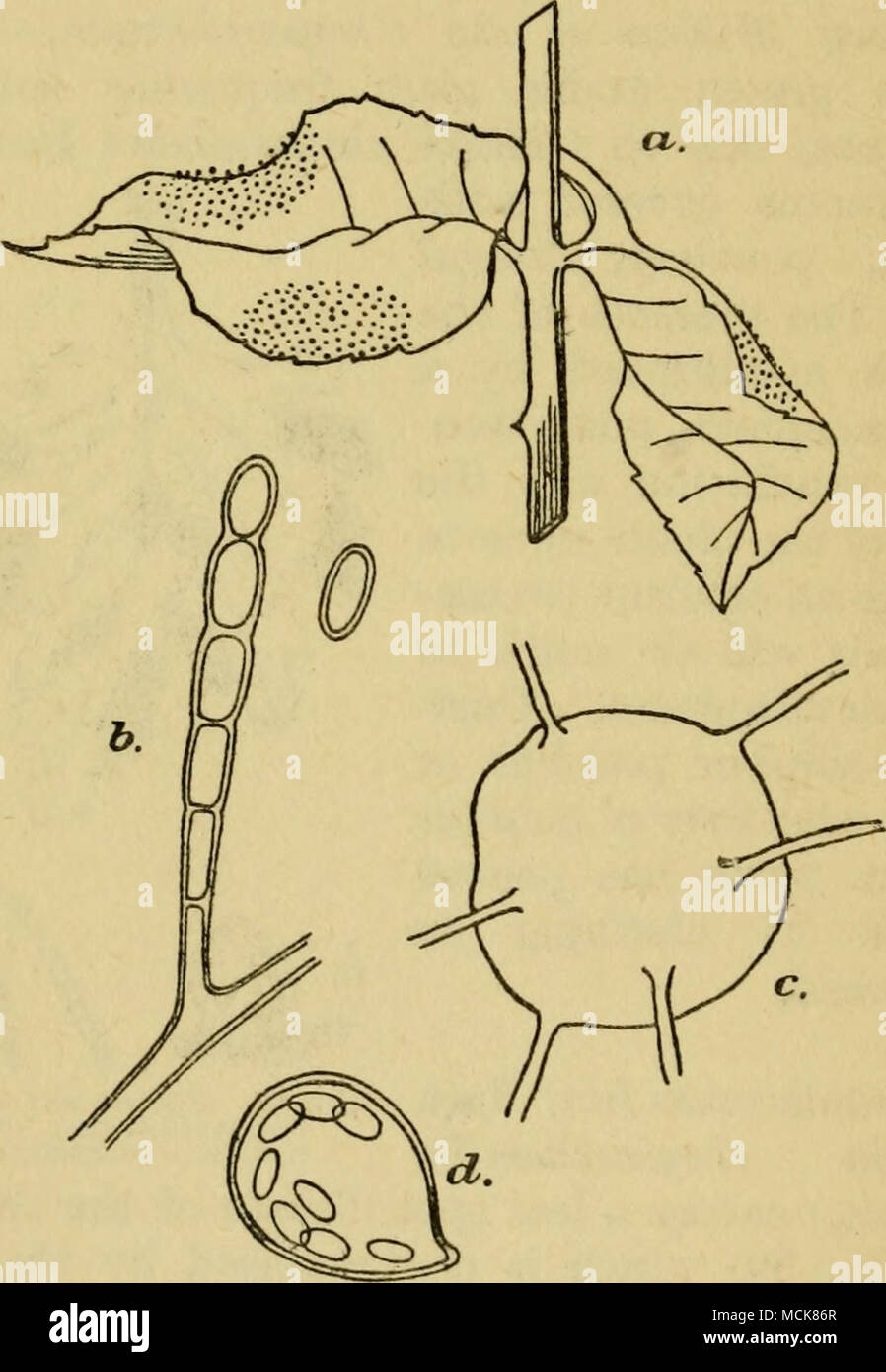 . Fig. 31. Powdery mildew of the rose : («) Diseased leaves, (6) summer spores, (c) a perithecium, (d) ascus containing eight ascosporcs. of attackmg all leaves and young shoots. The first symptom of the disease is the sudden flagging of young, vigorous leaves, which readily fall off the stem if it is shaken gently. The shoot itseK droops and dies. Diseased leaves and shoots possess reddish-purple patches bearing a fungus growth. Gradually the disease develops until all the green tissues are destroyed. Stock Photo