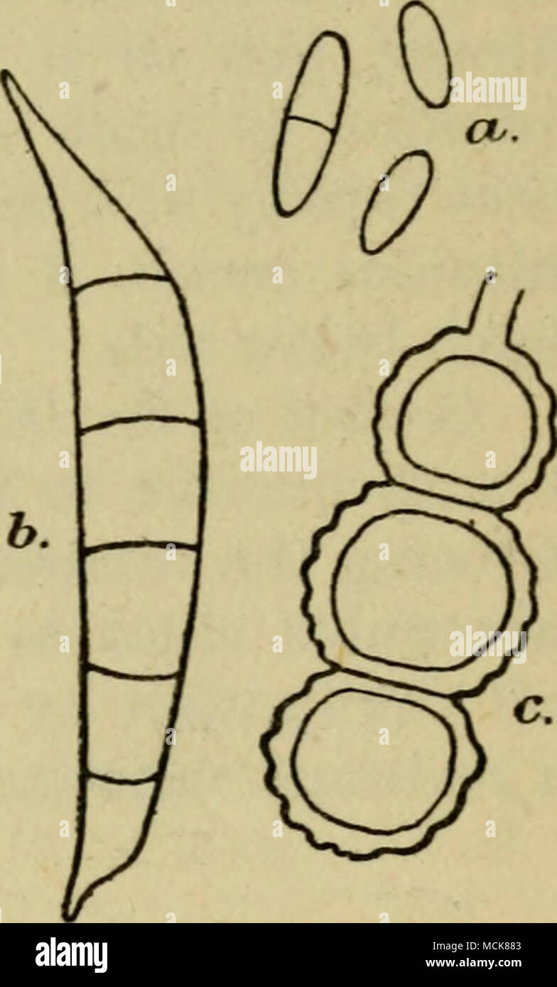 Fig. is. Spores of Fusarium rasinfectum: (a) micro- Rpores, (b) sickle  spores (c) chlamydospores Stock Photo - Alamy