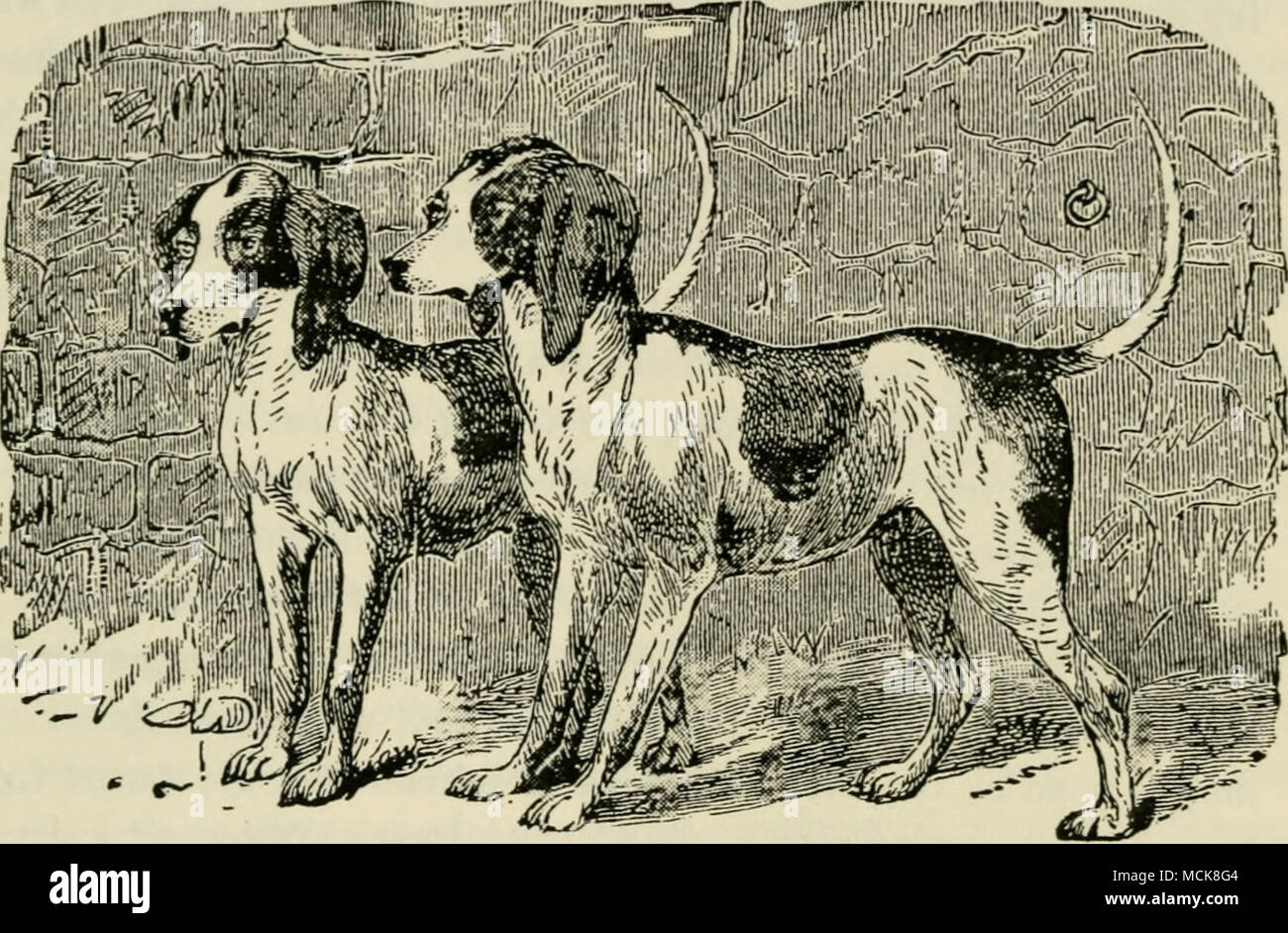 . Fig. 9.—AMERICAN BEAGLES. THE BEAGLE. The true beagle, like the old ...