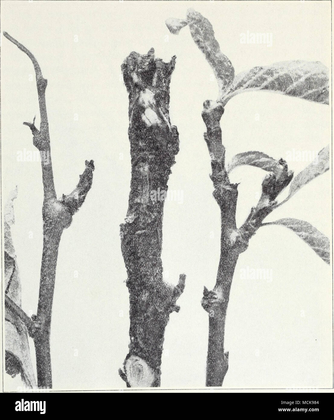 . Fig. 61.—Shoots of French prune tree affected with exanthema, showing swollen buds, abnormal growth, and roughened bark. dead wood should be left in or near the orchard. See Extension Cir- cular 87. Hail Mark.—Hail occurring while the fruit is green causes pitting and spotting with irregular lesions (fig. 63) which turn brown and may become infected with mold fungi. These spots heal over more or less and may give the impression of being due to some fungus disease. Kelsey Spot.—The green fruit of the Kelsey variety often shows a Stock Photo
