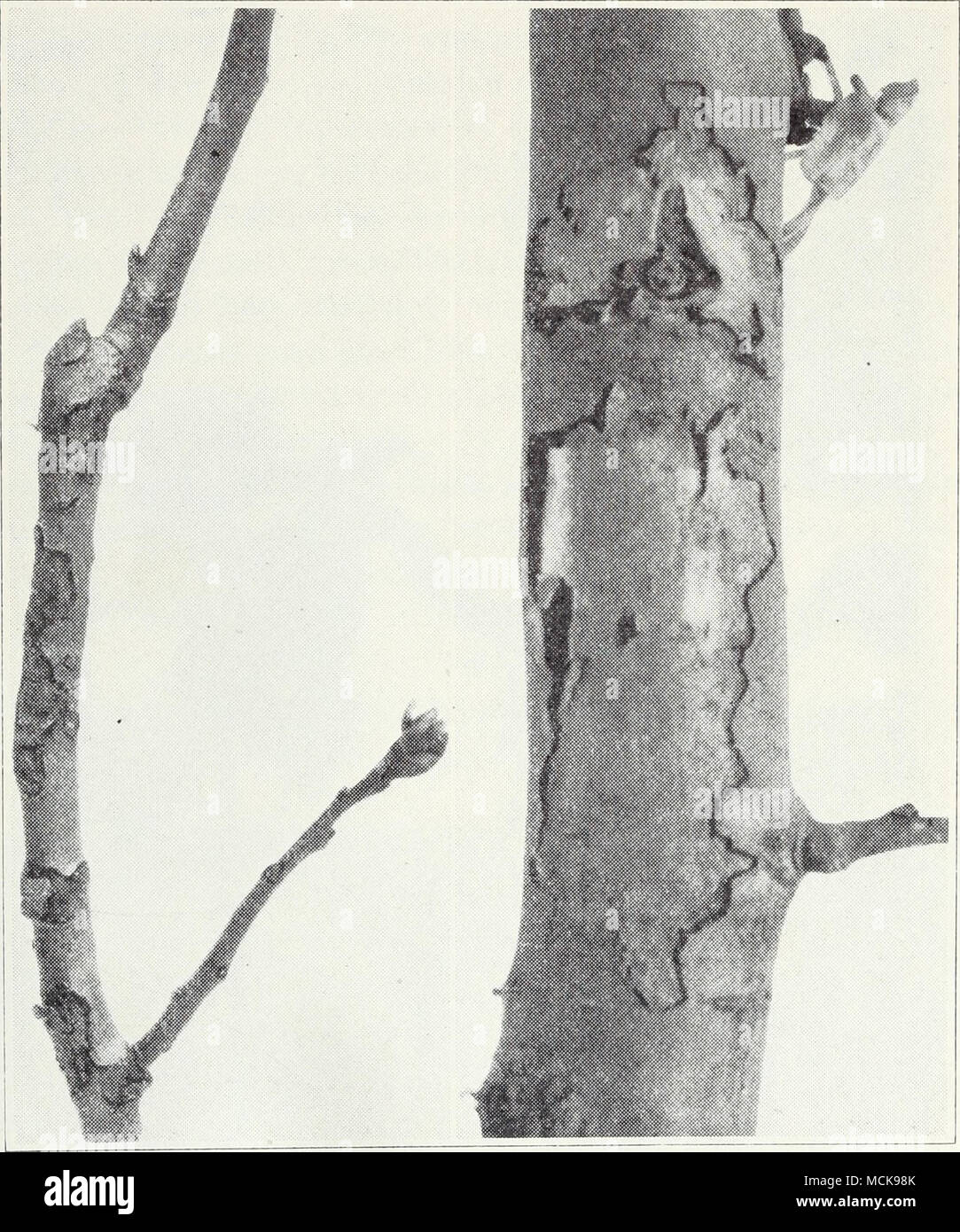 . Fig. 48.—Blast of pear on twig and branch. place in the dormant season through wounds, including those on cluster bases; sometimes cankers of considerable size (fig. 48) are produced, but they are more superficial than blight cankers. The affected bark turns light brown to tan in color and eventually sloughs off, often without killing the inner bark. Blast of pear is caused by Phytonionas syringae— essentially the same organism as that which causes blight of lilac in some places, blast of pear and apple in the eastern states, blast and black pit of citrus, and bacterial gummosis of stone fru Stock Photo