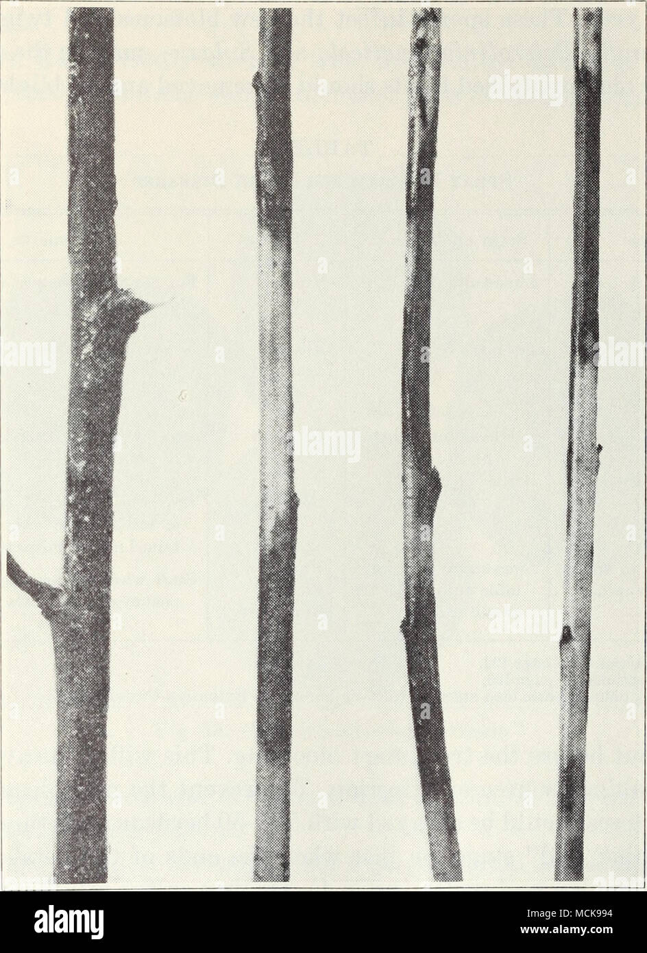 . Fig. 37.—Peach twigs (Phillips Cling variety) spotted and killed by bacterial-gummosis organism. This fungus disease is easily controlled by spraying with 5-5-50 bor- deaux mixture (p. 156) in the fall. Spraying should be done about No- vember 15 (table 4), before heavy rains have fallen. A better coverage is obtained after the leaves are off and after pruning, but spraying should not be delayed beyond the middle of November on this account. Brown Rot.—The first sign of the disease in spring is the withered, brown blossoms covered by grayisli, powdery, spore masses. Young Stock Photo