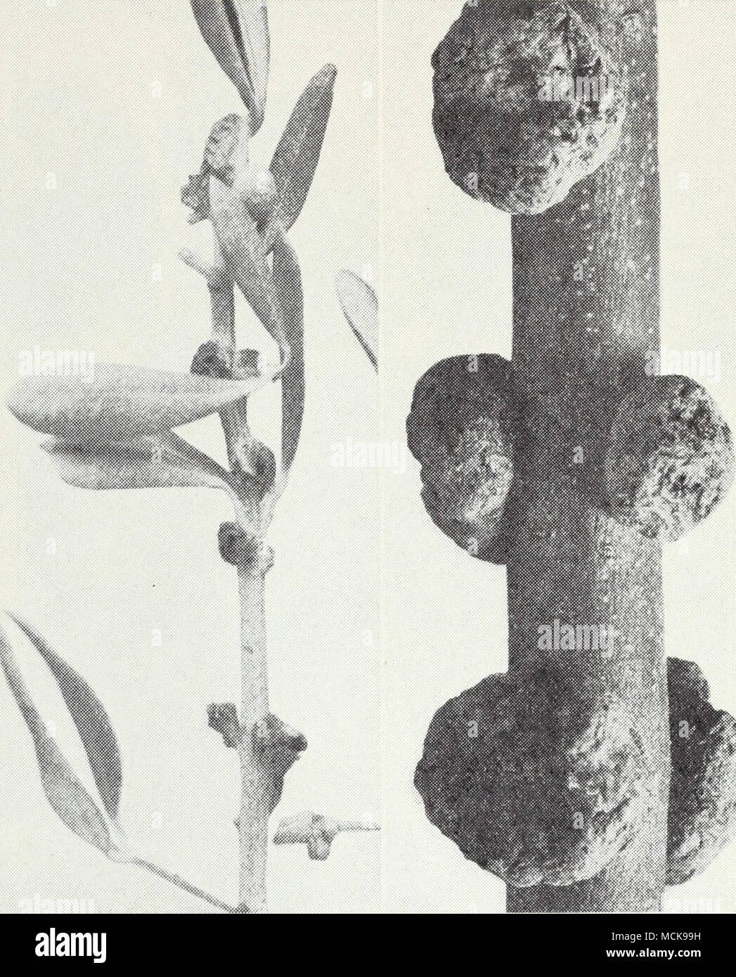 Best appearance see cuts hires stock photography and images Alamy