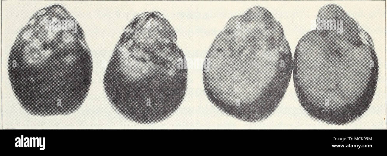 . Fig. 32.—Dry rot, or sheep nose, of olive. (fig. 32). The cause of this is not known, but it seems to be nonparasitic and has the appearance of being related to bitter pit of apples, black end of pears, and blossom-end rot of tomatoes. No method of control is known. Exanthema, Dieback.—In this disease, the new shoots die at the tips Stock Photo