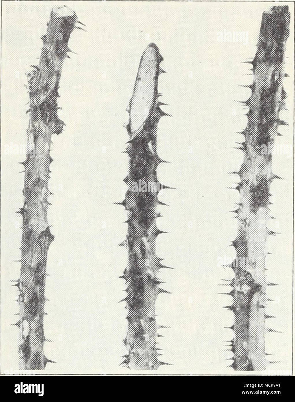 . Fig. 22.—Spots on blackberry stems caused by leaf-spot fungus. thracnose, and cane blight can be readily distinguished with the aid of a microscope by the spores of the fungi which cause each disease, but the symptoms on the plants are often difficult to distinguish. Practically, however, this is not important, since the treatment is the same as recom- mended for anthracnose (p. 44). Leaf Rust.—In infected plants, small, light-yellow spore pustules of the fungus Phragmidium ruhi-idaei appear on young leaves, and black spores form in the same pustules later in the season. On the variety Raner Stock Photo