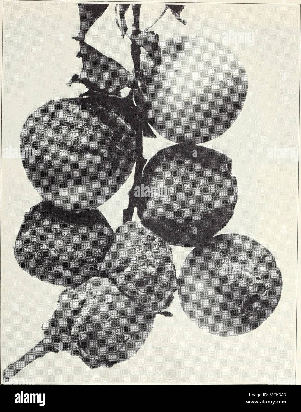 . Fig. 14.—Brown rot of apricot fruit. trees, some of the shoots and branches die suddenly in summer, the leaves remaining attached, and the wood is darkened far back into the tree. The disease is caused by a soil fungus, Verticillium alho-atrum, which also causes wilt in tomatoes, bluestem in raspberries, and similar diseases of many other plants. See general discussion on page 151. Stock Photo