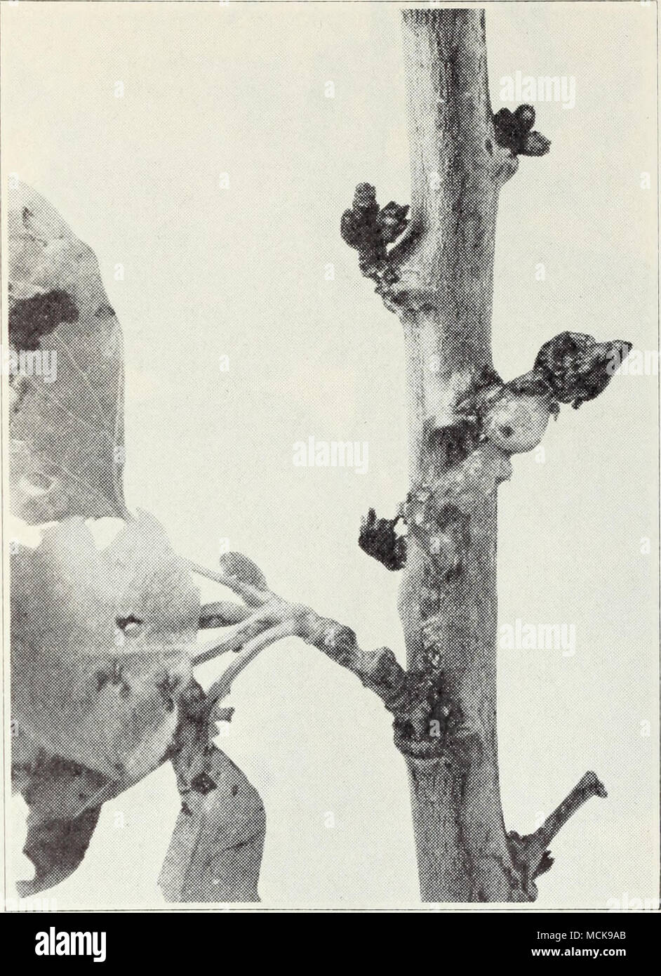 . Fig. 13.—Bacterial gummosis of apricot. trees are killed, especially in the foothill districts. During other seasons, the disease can scarcely be found. If the cankers are not too numerous or too large, they may be cut out, with care to remove all the diseased tissue and disinfect the tools and cuts with the mercuric disinfectant used in pear-blight work (p. 159). Dead or nearly dead limbs should be cut off and dead or badly crippled trees removed. Wounds should be covered with bordeaux paste (p. 157). Whitewashing the trunks of young trees in the fall may prevent some of the infection which Stock Photo