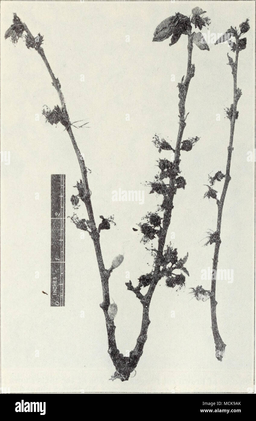 . Fig. 15.—Blossomblight phase of apricot bvoAvn rot. BlossomEnd Rot