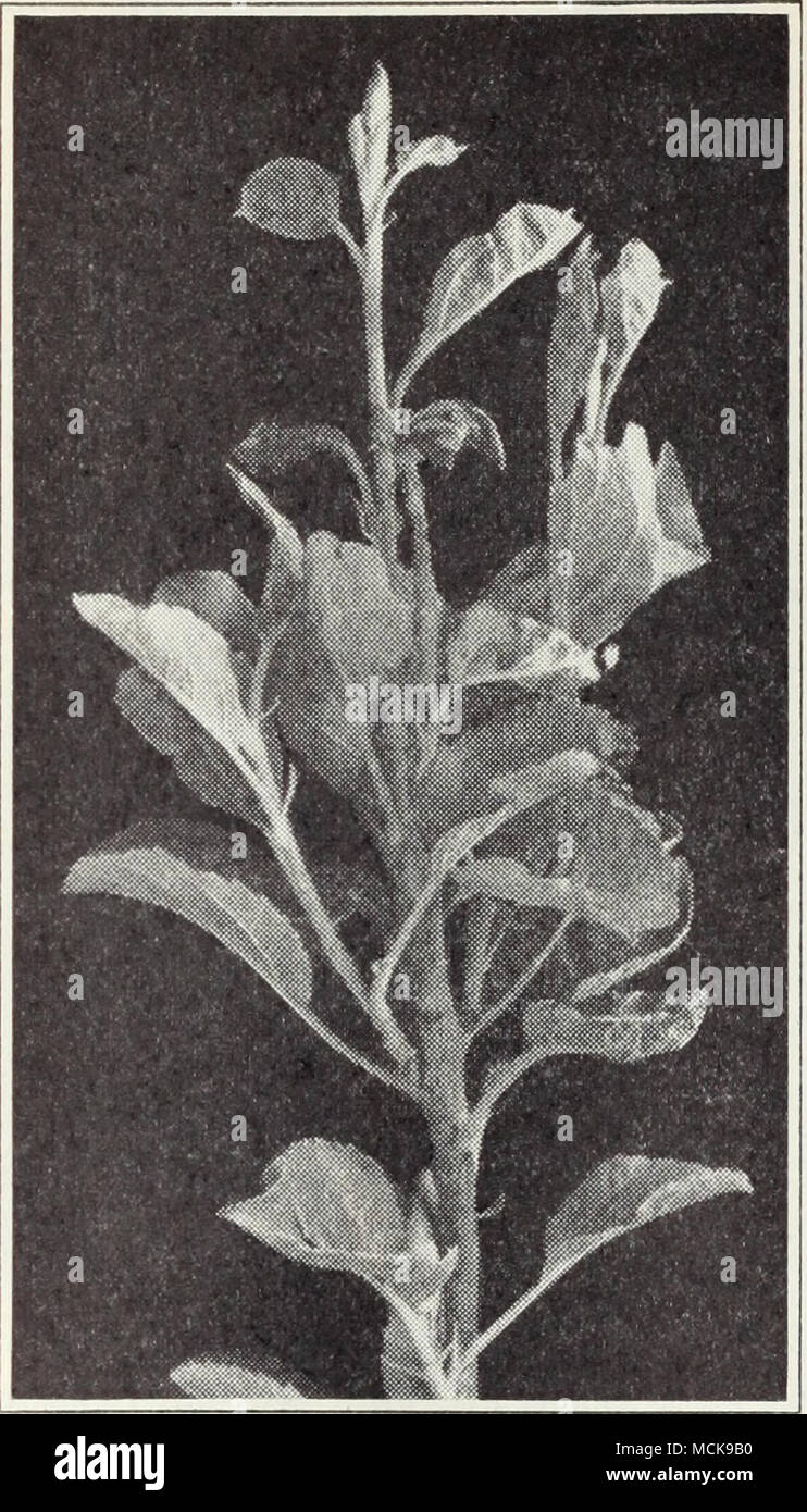 . Fig. 5.—Exanthema dieback of apple. larger twigs and branches to a certain extent, killing the bark and pro- ducing a sticky ooze upon the surface, but not so much as in blight of pear trees, which is the same bacterial disease. Both are caused by Fhy- tomonas amylovora. The Transcendent Crab and some varieties like Red Astrachan, Alexander, and Spitzenburg are very susceptible. Delicious, Gravenstein, Yellow Bellflower, and Yellow Newtown are more resistant. Treat as in pear blight (p. 101). Worthless apple trees which may har- bor blight in the vicinity of pear orchards should be removed.  Stock Photo