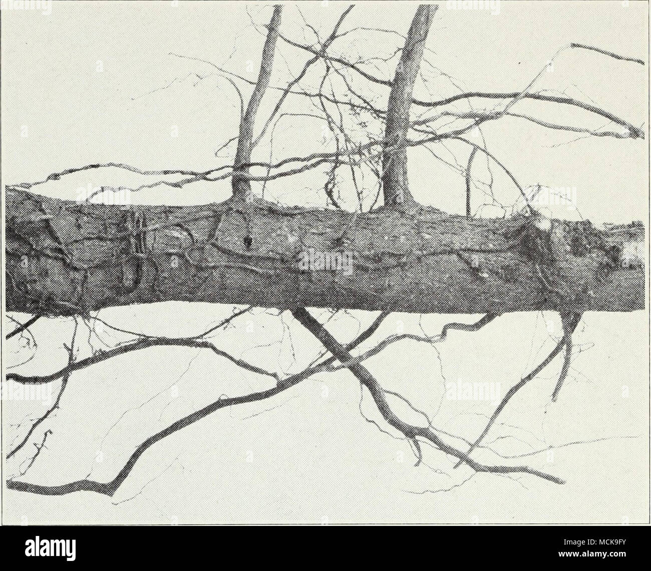 . Fig. 38.—Bhizomorphs of the oak root fungus on the outside of a root ...