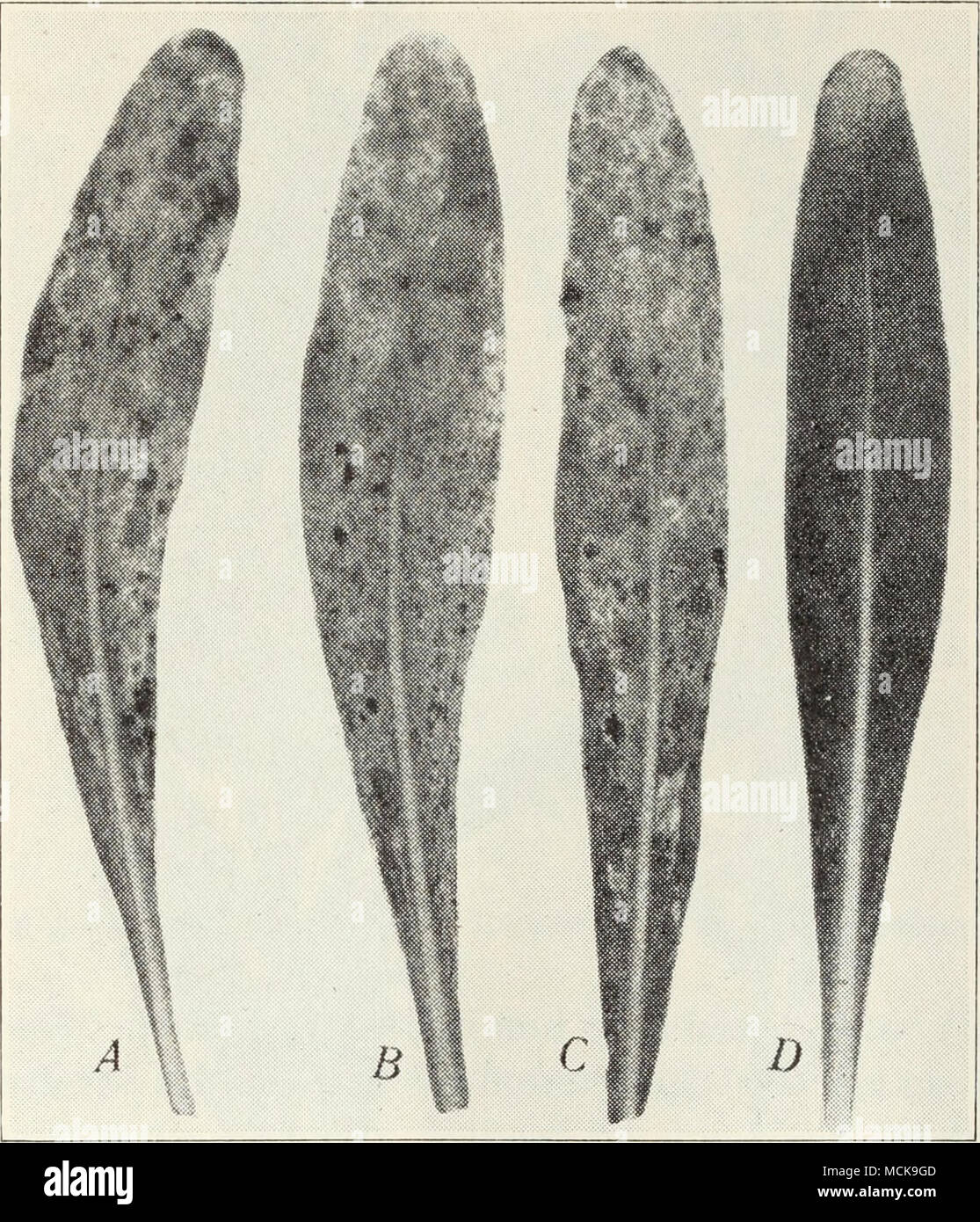 . Fig. 30.—A-C, Effect of mosaic disease of stock on leaves; D, normal leaf. tiorum. See &quot;Cottony Mold&quot; p. 78). Affected plants and their roots should be destroyed. STOCK Bacterial Blight.—Young seedlings affected with this disease sud- denly wilt and collapse. On older plants, large, irregular, elongated, water-soaked areas appear on the stems and branches, usually near the ground or at leaf scars. These lesions or cankers later become sunken and dark brown. The woody tissue is involved to a certain extent. Affected plants wither and die or often break off at stem cankers near the g Stock Photo