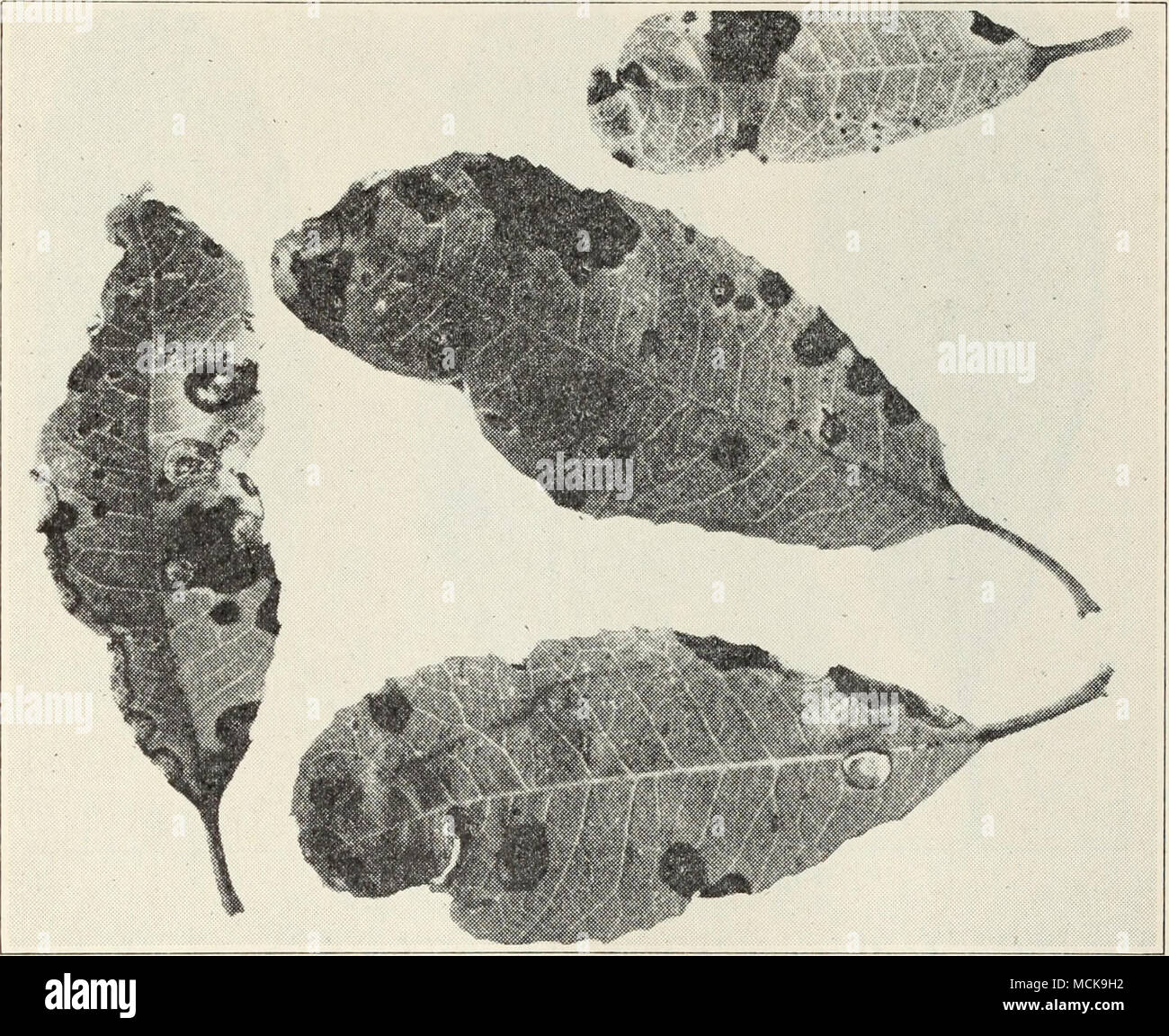 . Fig. 20.—Leaf spot on photinia. be identical in the two hosts. For control see the last section under this plant. Scab.—Small spots of brown, velvety, fungus growth appear on the leaves (fig. 21), flower stalks, and green berries, and disfigure the latter when mature. This fungus, Fusicladium photinicola, is very similar to those causing scab on apple, pear, loquat, and other pomaceous hosts, but the ones on different hosts appear to be of different species, so that cross-infection does not occur. For control see the last section under this plant. Thrips Effect.—A bad stunting, curling, and  Stock Photo