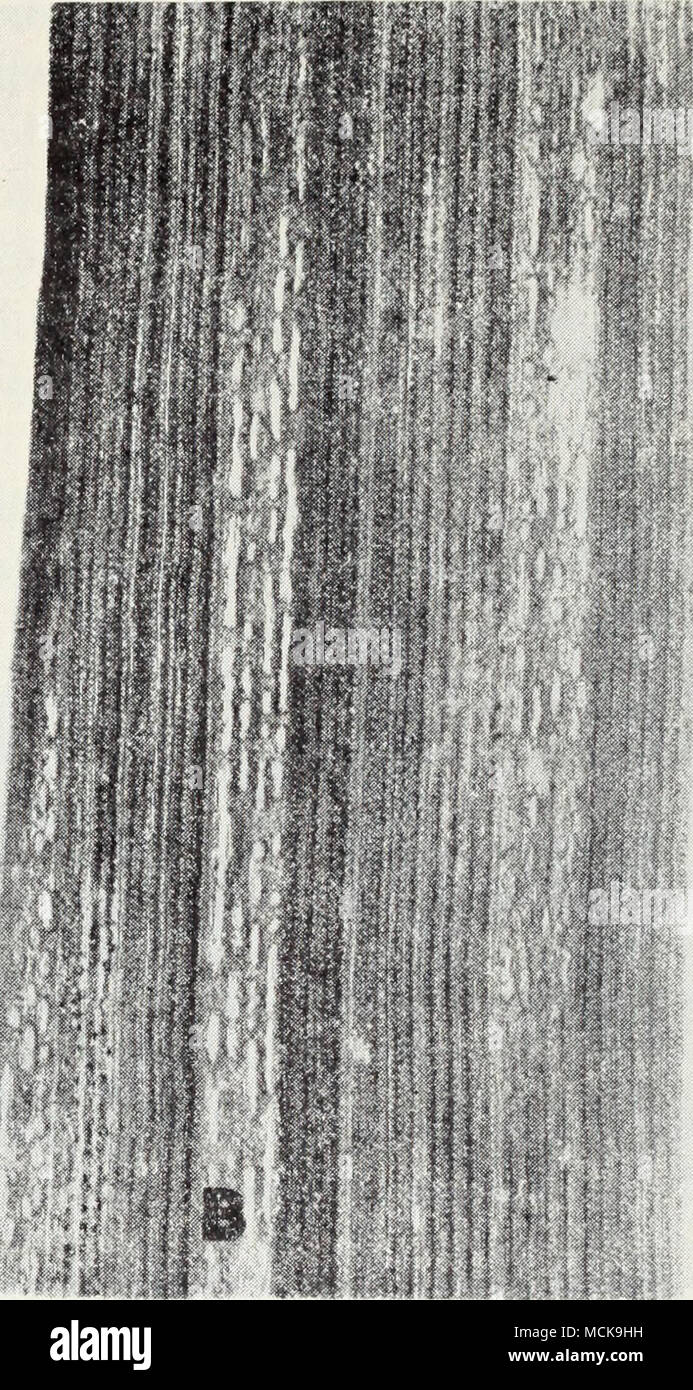 Rust Sori . Fig. 39.—Stripe rust of wheat: A, red pustules (uredinia, or sori) of ...