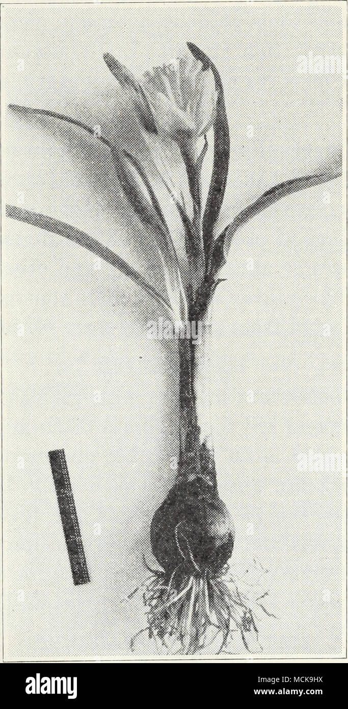 . Fig. 13.—Narcissus mosaic disease. ging, avoid rough handling, and cure the bulbs carefully. Treatment by dipping is discussed at the end of this chapter. Leaf Scorch.—The fungus Stagonospora Curtisii sometimes causes a blighting of the foliage, starting at the tip and finally killing the entire leaf. This greatly weakens the plants. Spraying with bordeaux mixture helps to stop the spread of the disease. Mosaic, Gray Disease.—Mosaic plants are stunted and lacking in 7 For further information on narcissus diseases see: McWhorter, Frank, and Free- man Weiss. Diseases of narcissus. Oregon Agr.  Stock Photo