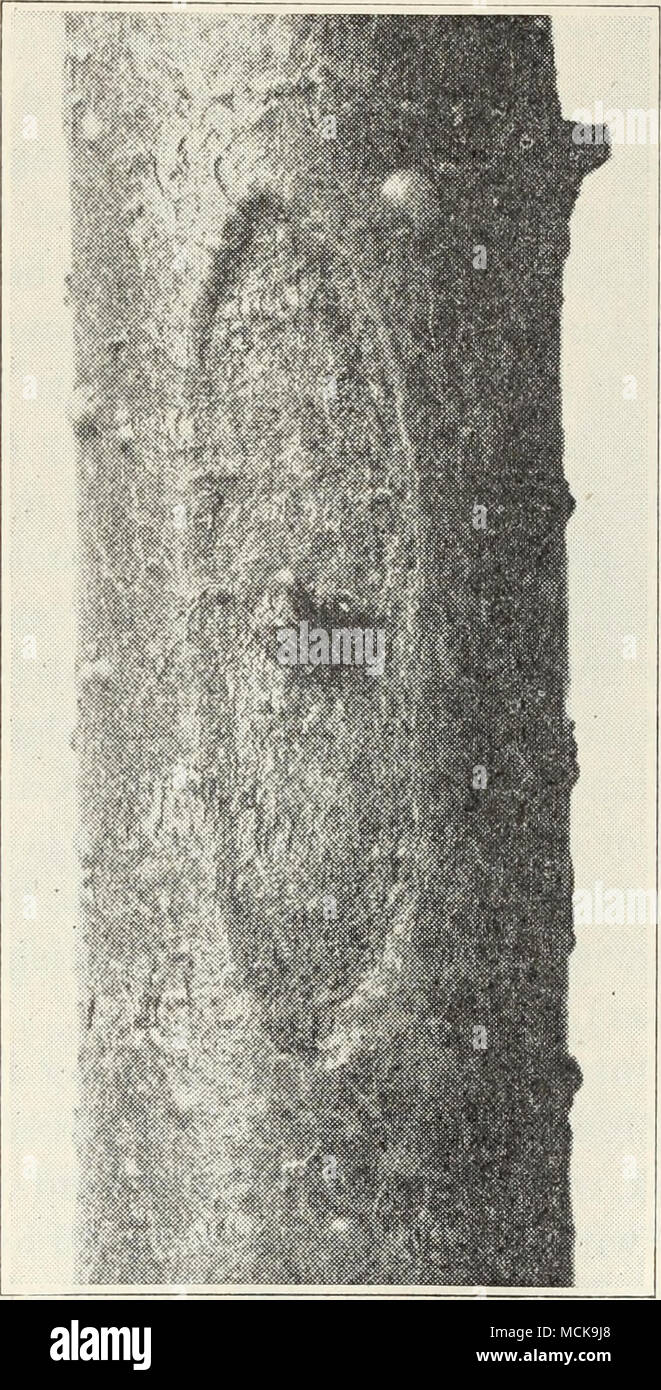 . Fig. 8.—Bark canker of Douglas fir. the twigs, branches, and upper stems. This is due to infection with a bac- terial organism, Phytomonas pseudotsugae. Bark Canker.—Long, narrow, elliptical, dead, slightly sunken areas or cankers sometimes appear on the smooth bark, usually on the stems of young saplings (fig. 8). These cankers may be from 1 to 30 inches in length and usually develop around the stubs of dead twigs which have been killed by the fungus Phomopsis lokoyae. Small spore pustules may Stock Photo