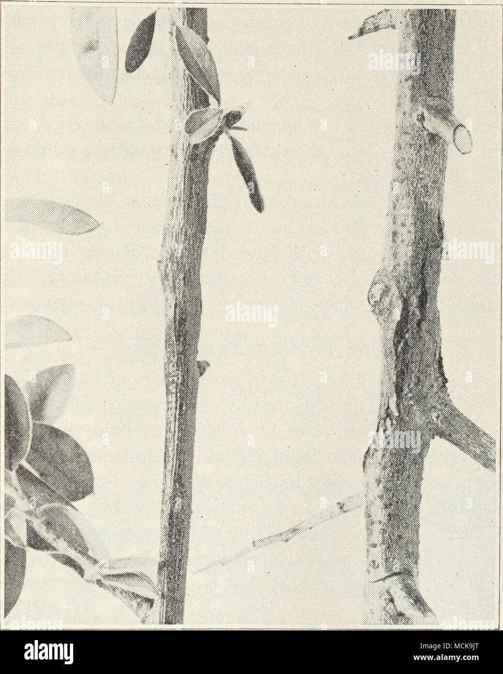 . Fig. 4.—Cotoneaster stems with blight cankers. disease on pear and apple. Cankers are formed on the stems (fig. 4). The cause is Erwinia amylovora.4 Diseased parts should be cut off, the cuts being made several inches be- low the affected portion. Cutting tools should frequently be swabbed with a rag saturated with corrosive sublimate 1-1,000 (p. 100). Several species of cotoneaster are highly resistant or immune to blight, such as forms of Cotoneaster buxifolia, C. Franchettii, C. glaucophylla, C. Har- roviana, and C. microphylla. Some of these may be substituted for the 4 For more complete Stock Photo