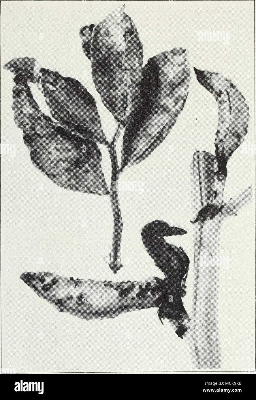 . Fig. 28.— Scab disease of horse bean. affected, and again the disease seems to become established or spread in certain spots in the field like a fusarinm wilt, which this trouble resem- bles in some respects. Considerable work has failed, however, to isolate any fungus from plants showing this disease, which is the commonest one attacking horse beans in California. No specific control for yellows can be suggested, but crop rotation is advisable for horse beans as a precaution against diseases and pests in general. Stock Photo