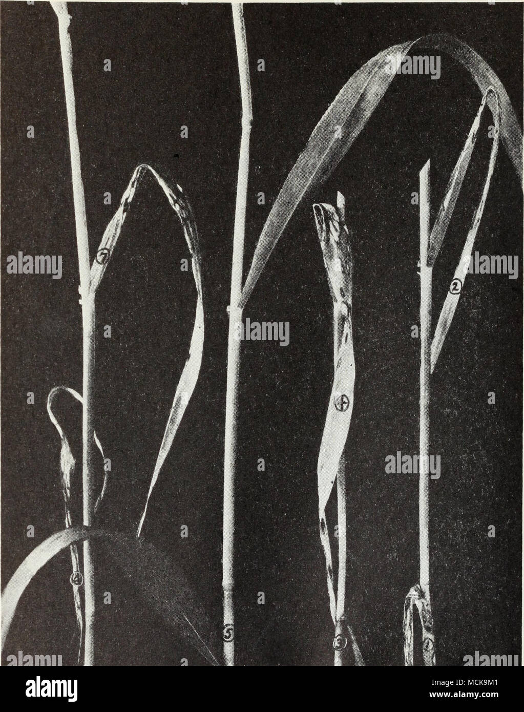 . Fig. 10.—Leaf pruning of wheat through scald attack: nos. 1, 2, 3, 4, 6, and show scald; no. 5 is a scald-free plant. (From Bui. 511.) that attack barley. In both, the kernel is changed into a mass of dark- brown, dusty smut spores and entirely ruined. In the case of covered smut, caused by Ustilago hordei, the affected grains are fairly solid and covered at first with a thin grayish membrane. Infection in this disease Stock Photo