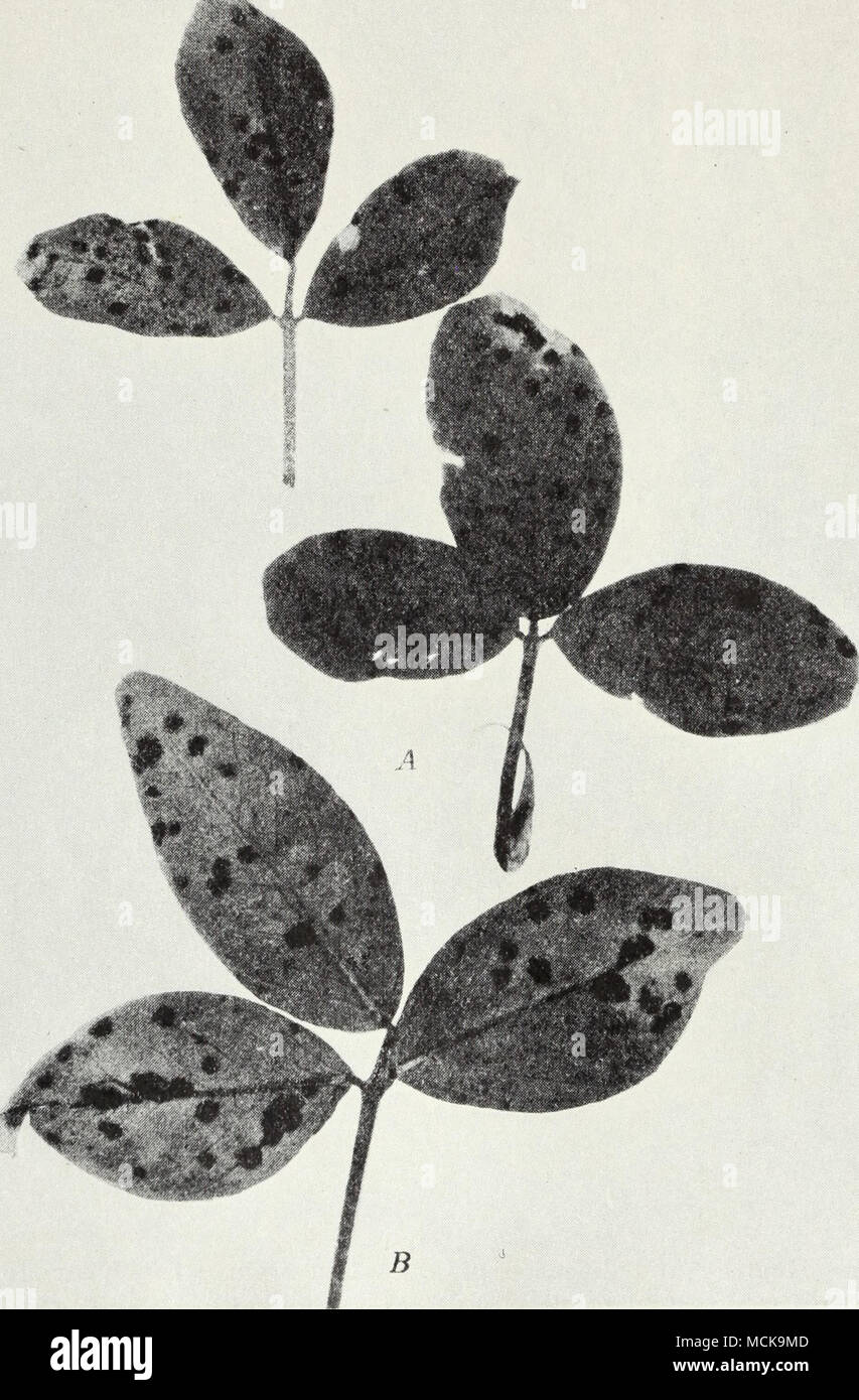 . Fig. 6.—Characteristic leaf spot of alfalfa: A, upper surface of leaves; B, lower surface of leaf. These spots are usually larger than rust spots and differ somewhat in color, so that the two diseases can be readily distinguished. (From Cir. 326.) peziza medicaginis. Early- cutting of heavily infected fields before the leaves begin to fall is recommended. Mosaic.—Plants affected with mosaic, a virus disease, are slightly Stock Photo
