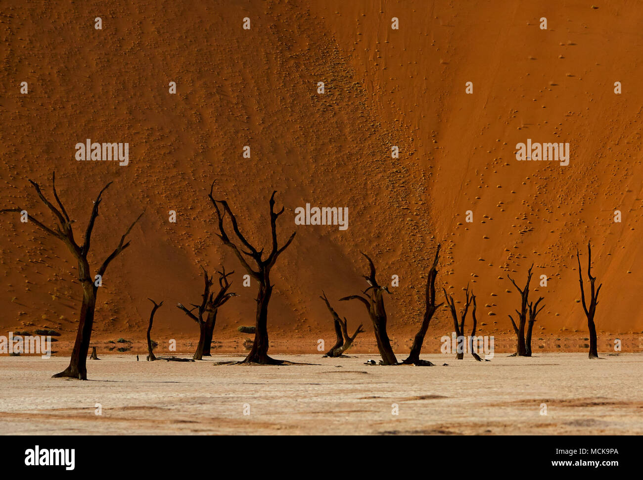 Trees of the Dead Vlei Stock Photo