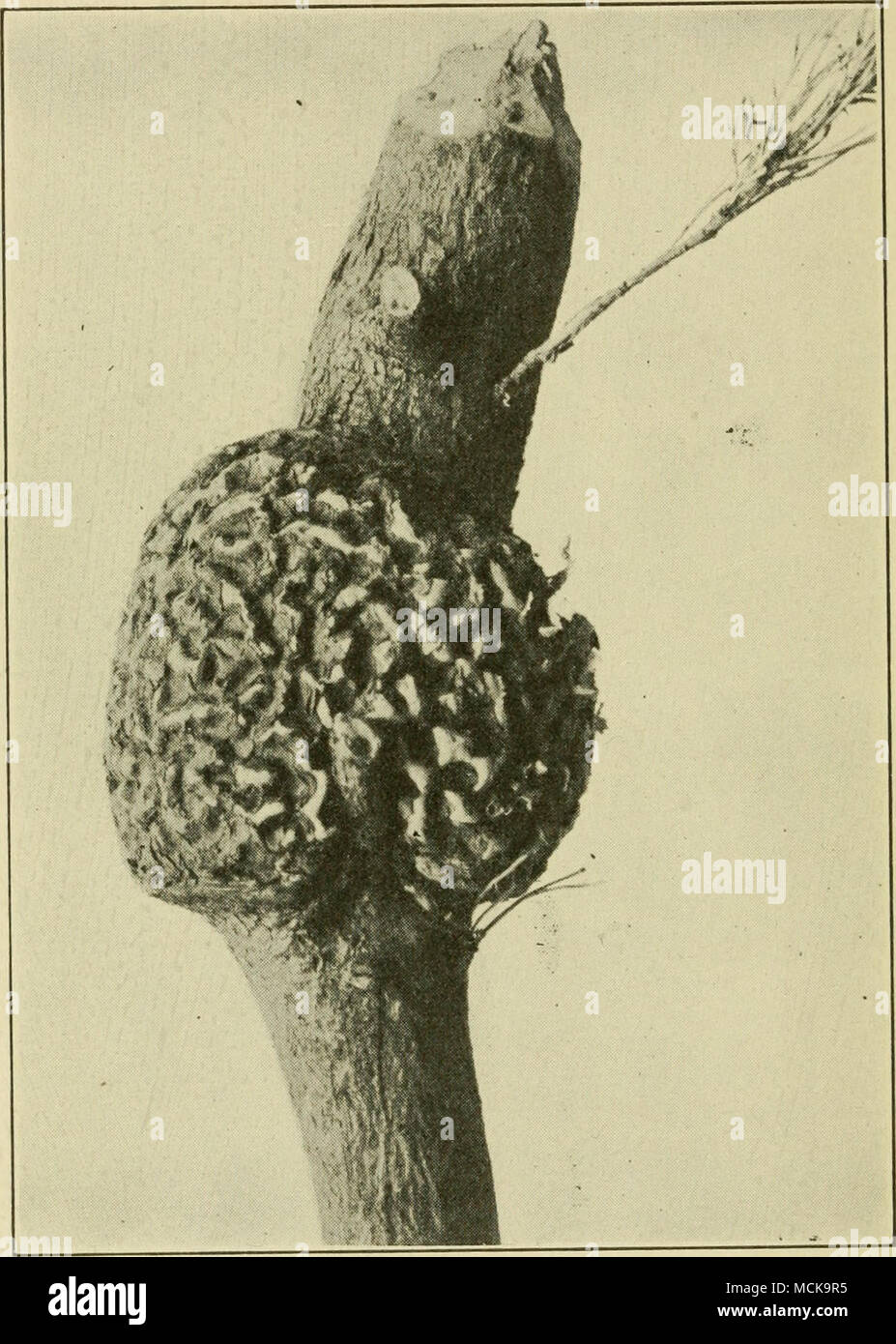 . Fig. 212. ^ Gall produced by Cronartium (Perider- mium) cerebrum on pine. After Hedgcock. profusion of orange-colored spores each spring. Chiefly by its interference with the sap current the swellings bring about the death of many trees. The galls are perennial and may Stock Photo