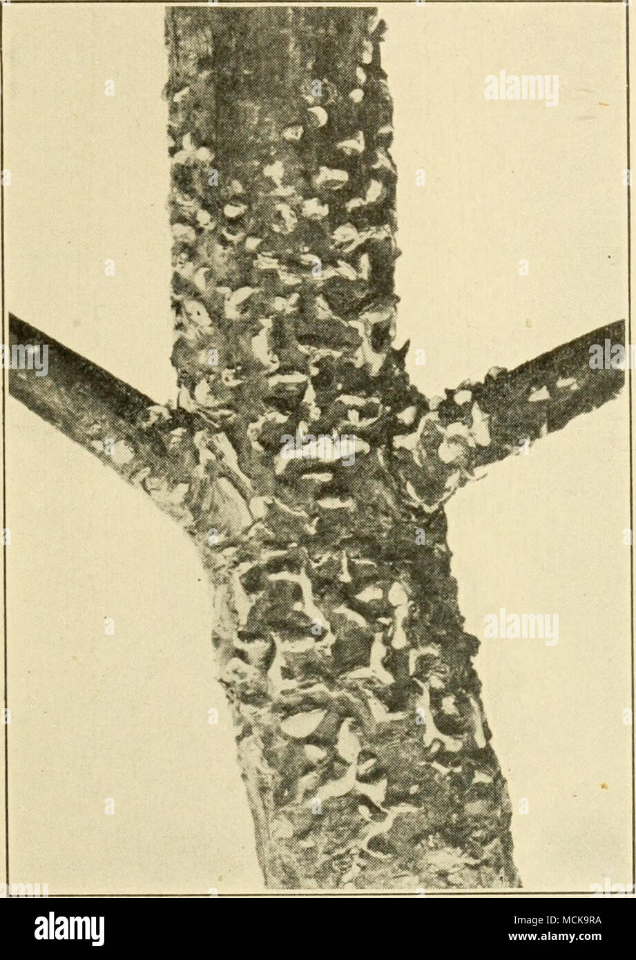 . Fig. 211. — Cronartium ribicola on pine show- ing sporiferous pustules. After Colley. Vermont, New York, Missouri, and probably in many other states, killing the seedlings in nurseries as soon as they ap- pear above ground. The beds should be given all ventilation possible. A top-dressing of steriHzed sand sprinkled over the beds immediately after germination resulted in 30 per cent of disease against 42 per cent in the untreated part. For dis- infection of soil, see p. 460. Stock Photo