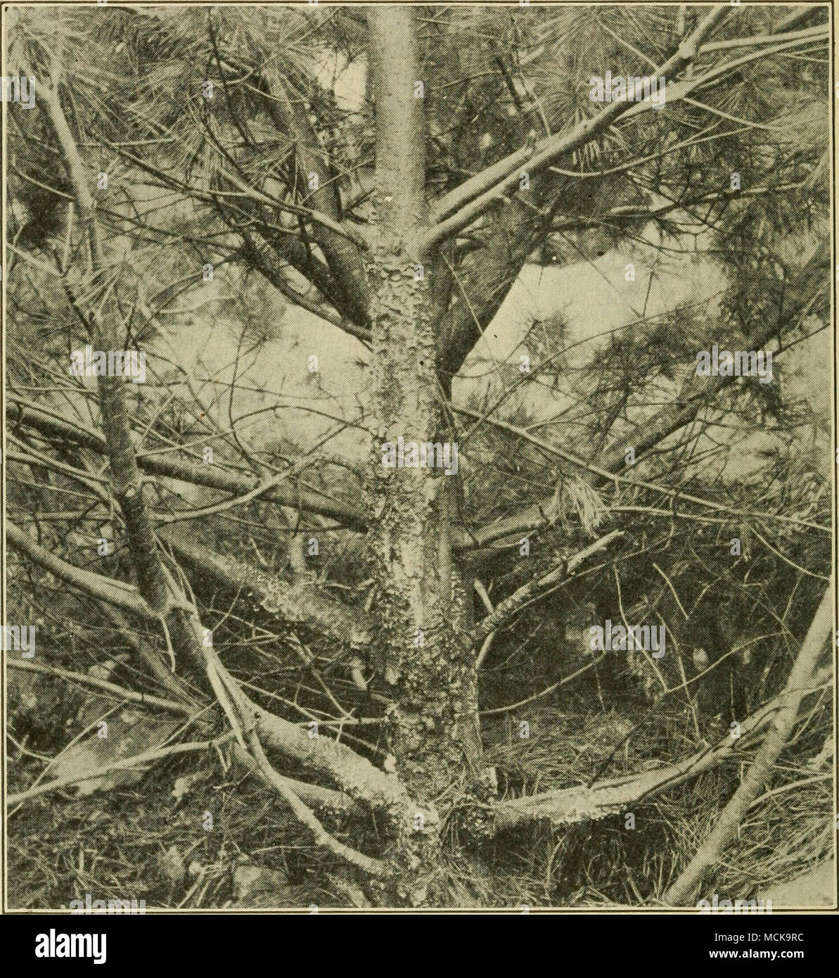 . Fig. 210. — Cronartium ribicola on pine showing general aspect of disease. After Colley. Leaf-blight, twig-blight {Lophodermium hrachysporum Rostr.). — In Maine the leaf-blight has been noted as de- structive to a considerable number of small trees and in- Stock Photo
