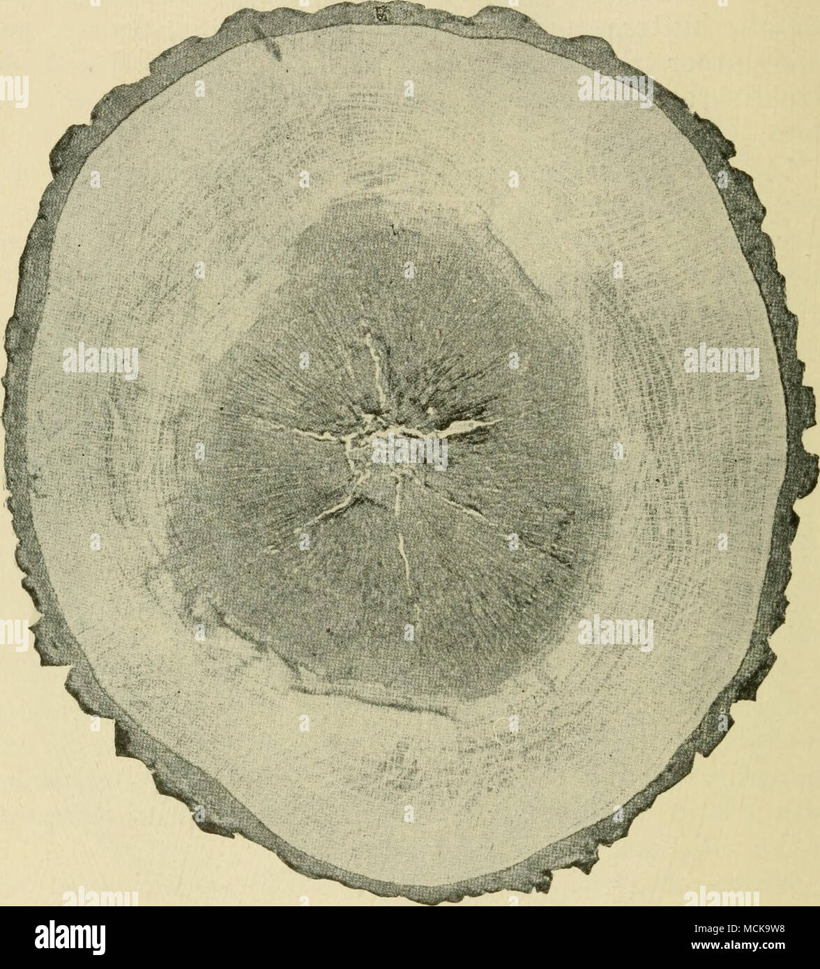 . Fig. 189. — Polyporus sulphureus showing effect upon wood of oak tree. After von Schrenk. The upper surface is very hard and bears fine, irregular fissures parallel to the edge. When mature, the upper surface is red-brown. The pores are barely visible without a hand lens. Soft-rot ^^^ {Polyporus obtusus Berk.). — The black oaks Stock Photo