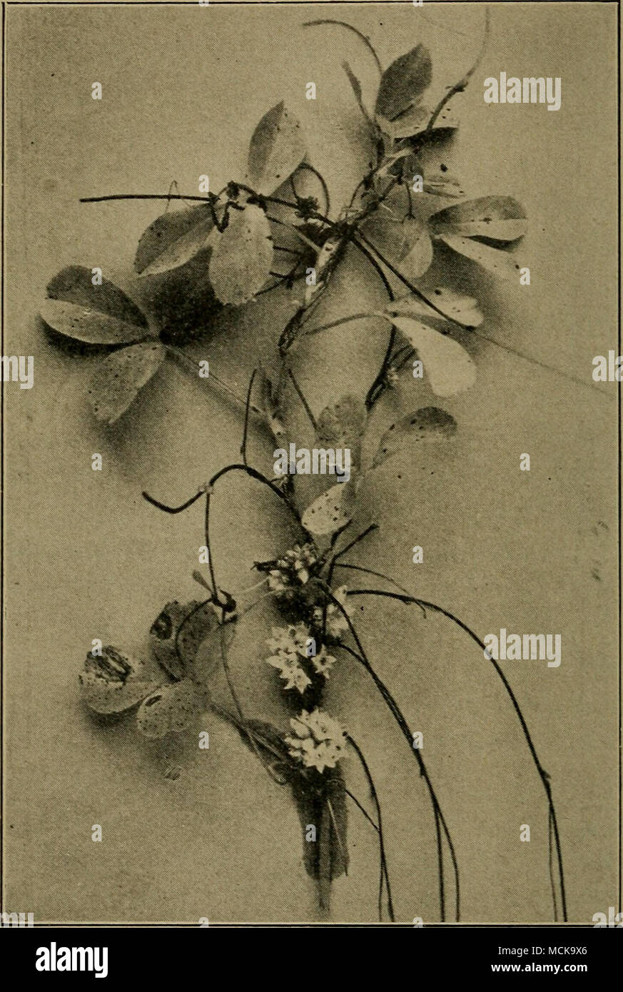 . Fig. 163. — Alfalfa plant and dodder. After Stewart and others. French and Wilson*: Unlike the ascochyta leaf spot, this disease attacks chiefly green leaves in the upper part of the plant. The spots are circular, 1-3 mm. in diameter, and usually light brown with a narrow border of dark 1 Stewart, French and Wilson, I.e. Stock Photo