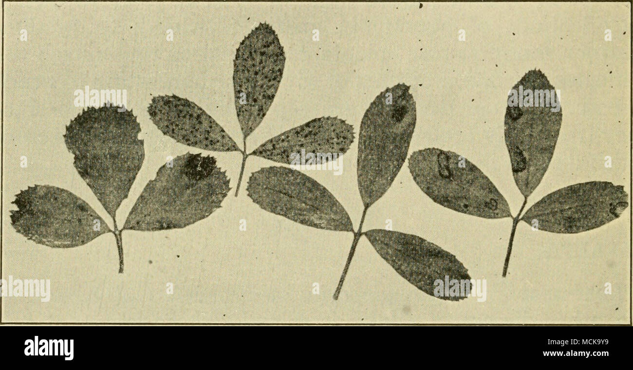 . 12 3 4 Fig. 168. — Four alfalfa leaf-spots due to: 1, Ascochyta; 2, Pseudope- ziza; 3, Cercospora; 4, Stagonospora. After Stewart and others. considerable. The plants are never killed by this disease, though young fields which have not yet become well estab- lished may be ruined. Its mode of dissemination is unknown, and seed treatment is useless as a preventive. The only practicable treatment is to mow down badly diseased plants with the hope that the new shoots which spring forth may overcome the disease. If the disease appears just before cutting time, the mowing should be hastened a few  Stock Photo