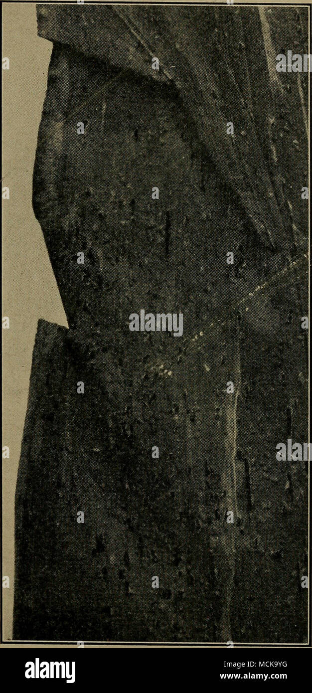 Rust Sori . Fig. 145. Portion of corn leaf showing sori of rust. Original Stock ...