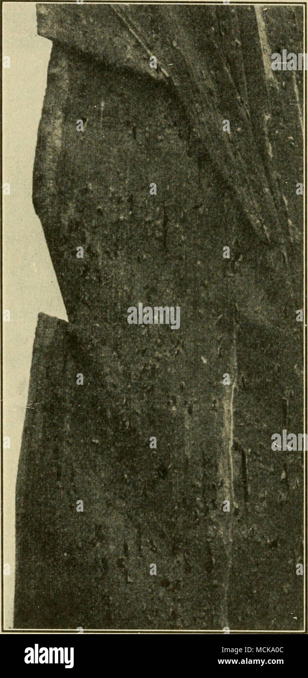 Rust Sori . Fig. 155. — Portion of corn leaf show ing sori of rust Stock Photo ...