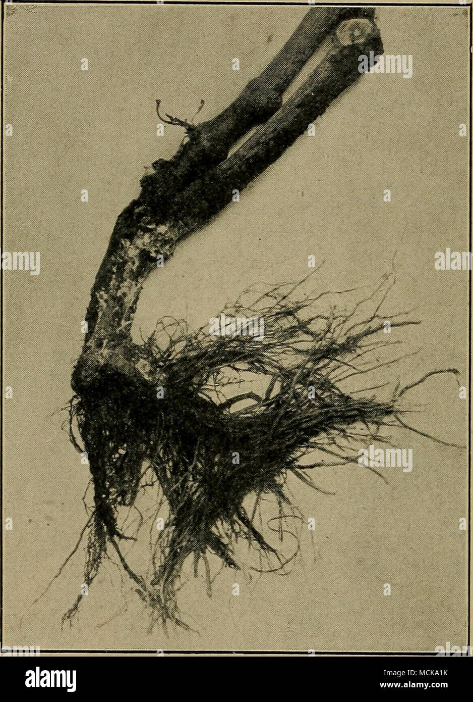 . Fig. 118.âPepper plant showing fungus, Sclero- tium Rolfsii Sacc. After Fulton. Stock Photo