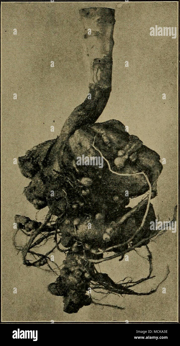 . Fig. 97. — Cabbage club root. Original Stock Photo Alamy