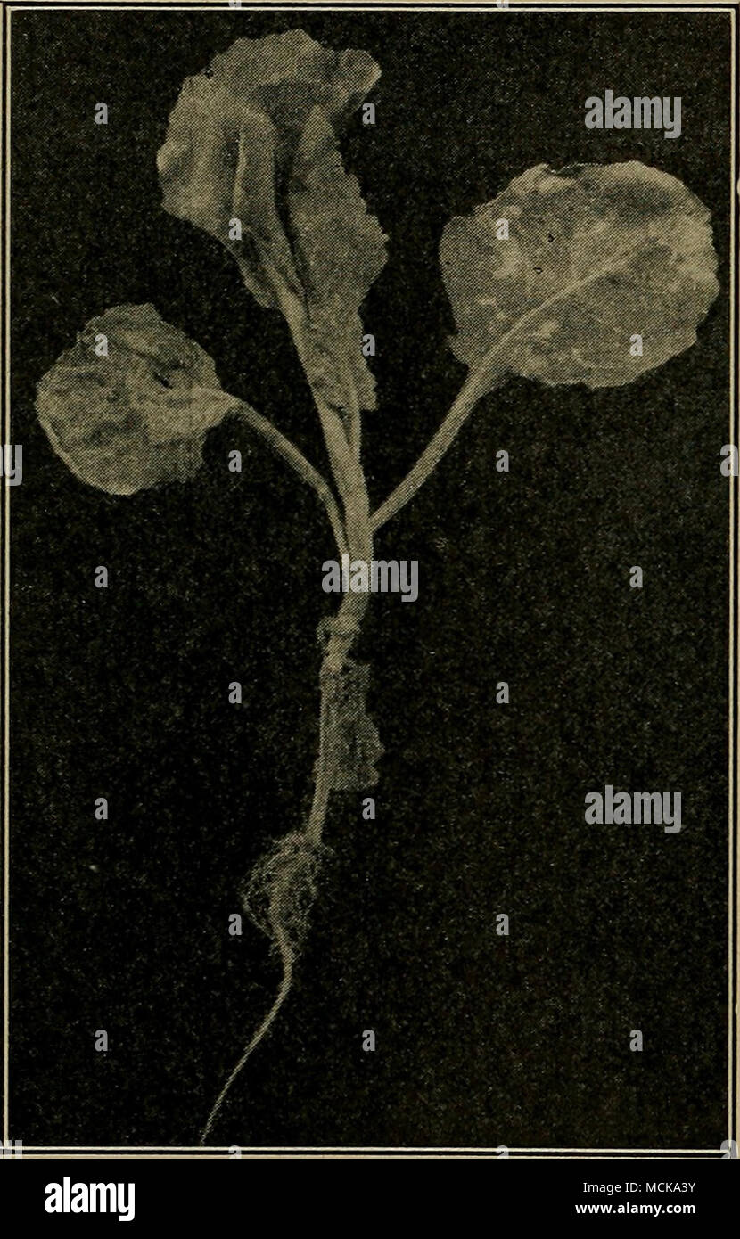 . Fig. 98. - Seedling cabbage plant spotted with downy mildew. Original. White rust (Albugo Candida white rust is similar in appearance upon the beet. It has not often been reported as a pest. Wilt, fusariose (Fusarium sp.). — This wilt of cabbage, commonly known in the South as yellow sides, is very Stock Photo
