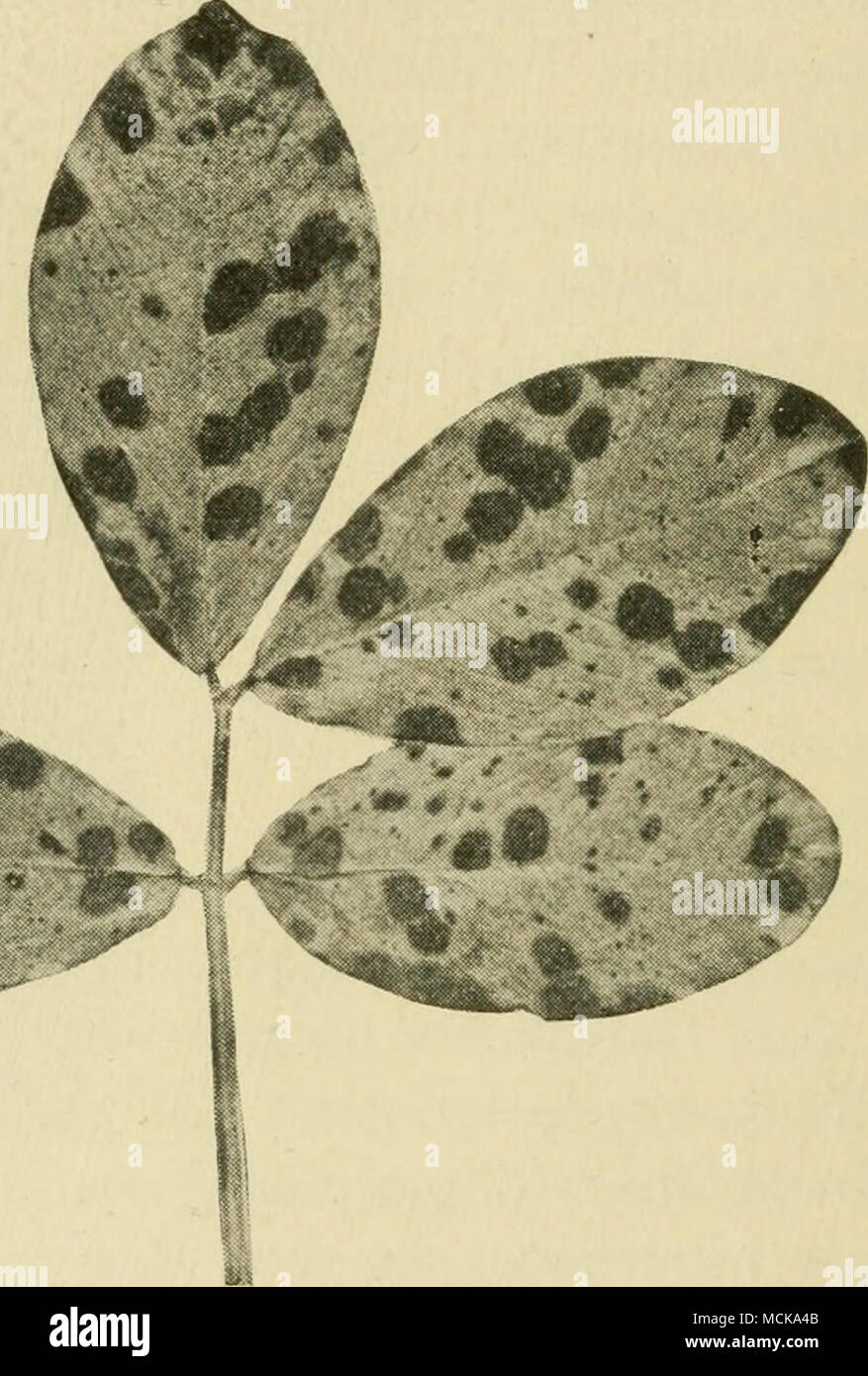 . Fig. 116. — Peanut leaf-spot. After Wolf. begin to fall soon after they spot, and in many cases the death of the plant results. It is often a pest. The causal fungus was first collected in Carolina and Alabama by Ravenel. Southern-blight {Sclerotium rolfsii) does some damage. (See pp. 23, 215.) The true rust {Uredo arachidis Lag.) is injurious in the sub-tropics. Red-rot of the pods, charac- terized by brown discoloration and the presence of red perithecia {Neocosmospora) is of slight importance. Stock Photo