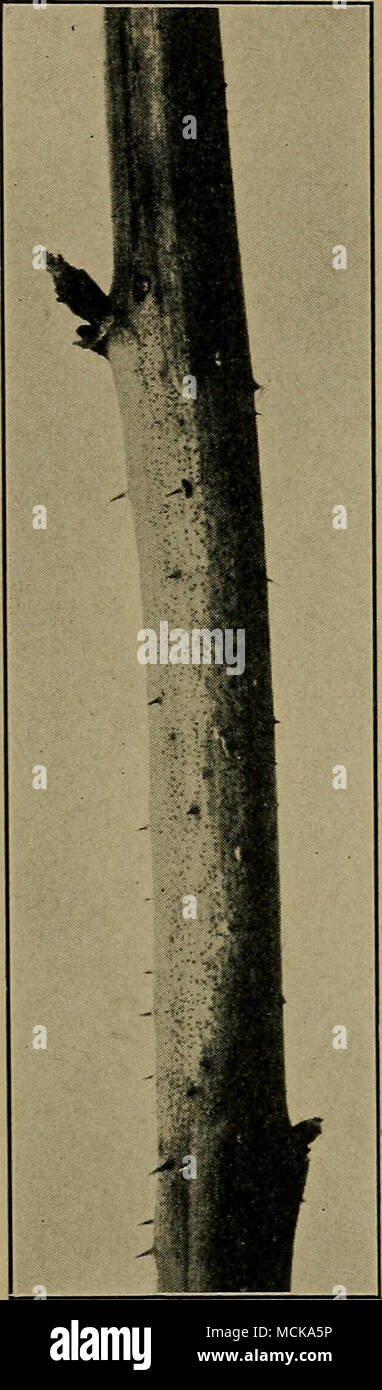 . Fig. 77. — Raspberry dis- colored by Sphserellose. After Stewart and Eus- tace. be set where the disease has been in previous years. When the fungus has gained access to a plantation, all dead canes should immediately be cut out and burned and all frag- ments scrupulously removed from the ground. Spraying is of doubtful value. Sphaerellose (Sphcerella rubina Stewart and Eustace). — On red raspberry canes in autumn sharply denned brown or bluish black areas from 2-10 cm. long occur on the bark, never on the wood. In the spring these spots bear numerous small pycnidia. This disease, due to Sph Stock Photo