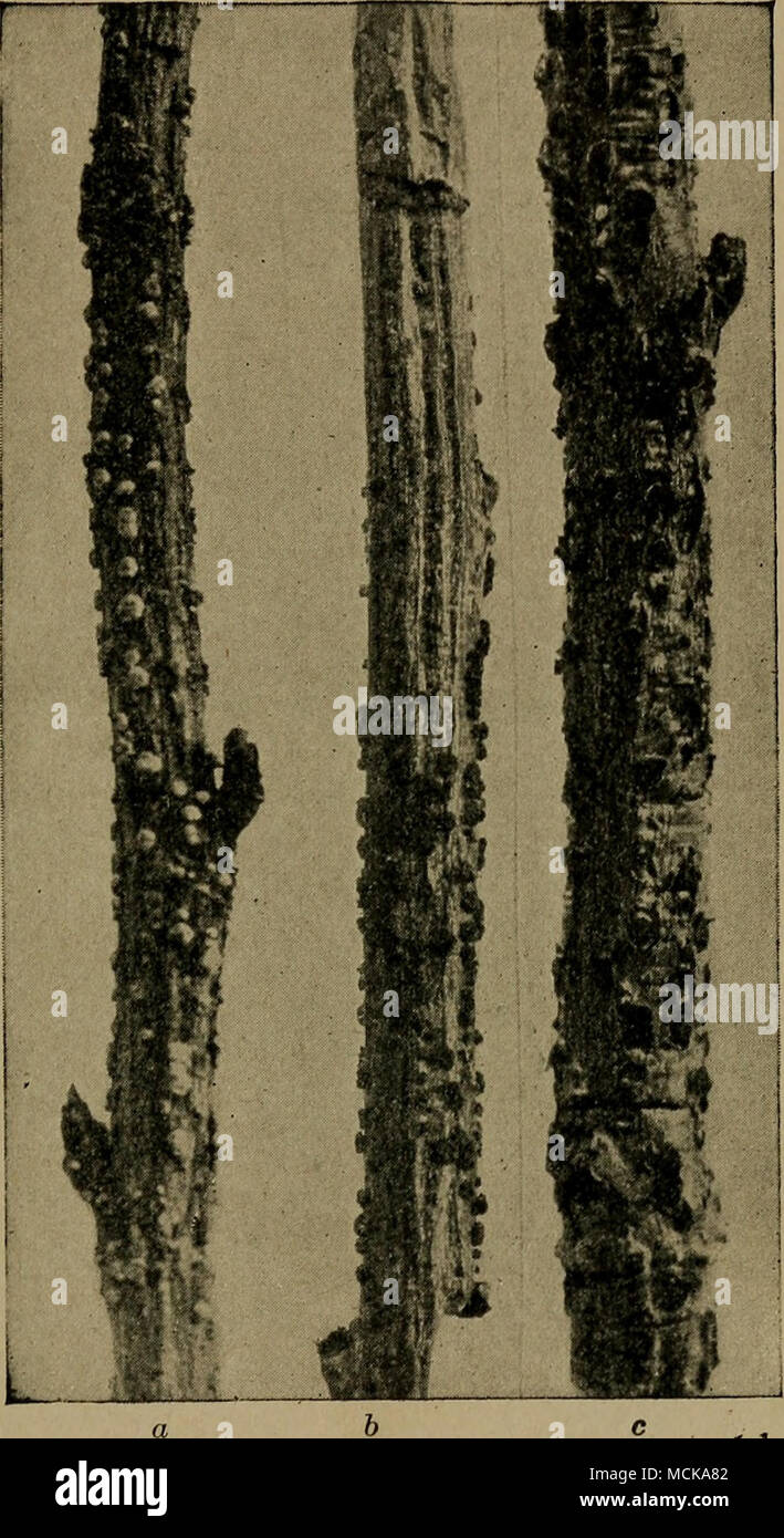 . Fig. 63. — Diseased currant canes ; a, Tubercularia b, Nectria ; c, Pleonectria. After Durand. Stock Photo