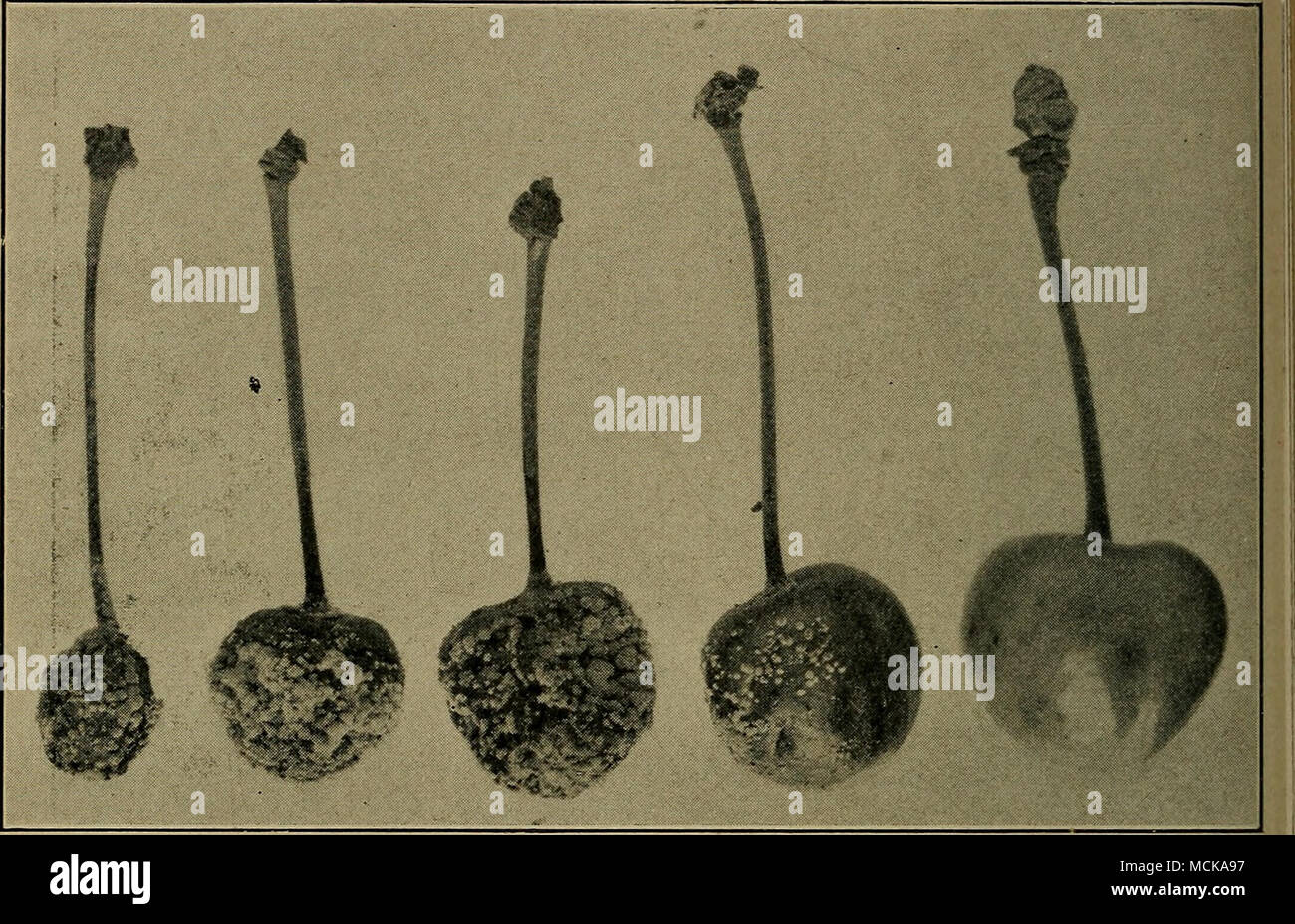 . Fig. 52. •Brown rot (sclerotiniose) showing various stages of decay. After Clinton. Rust. See peach. Black knot (Plowrightia morbosa (Schw.) Sacc). — As upon the plum, this knot causes serious injury to the cherry. In some sections it has spread to the wild cherry and plum trees in such abundance as to render control prac- tically impossible, and in this way it has killed the cherry- growing industry. Taken in time it is easy to control. See plum. Stock Photo
