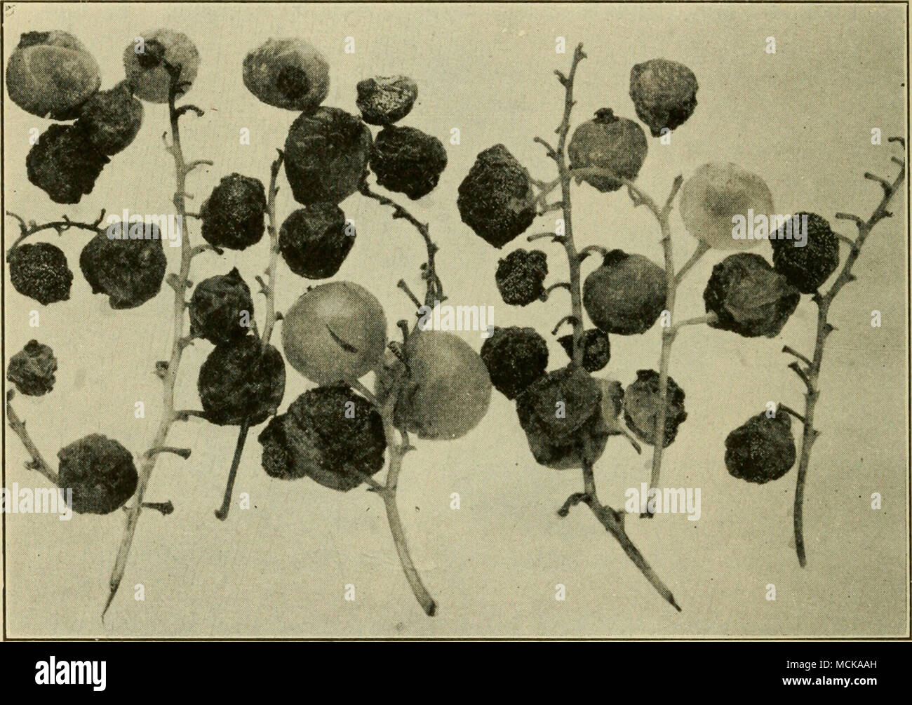 . Fig. 58. — Anthracnose of white currants. After Clinton. Experiment Station: ''Spray thoroughly with Bordeaux mixture, commencing before the leaves appear. Make the second treatment as the leaves are unfolding and thereafter at intervals of ten to fourteen days until the fruit is two-thirds grown. In wet seasons make one or two applications after the fruit is gathered. When worms appear, add Paris green or green arsenoid to the Bordeaux.&quot; European rust {Cronartium rihicola F. v. Wal.). — Orange- Stock Photo