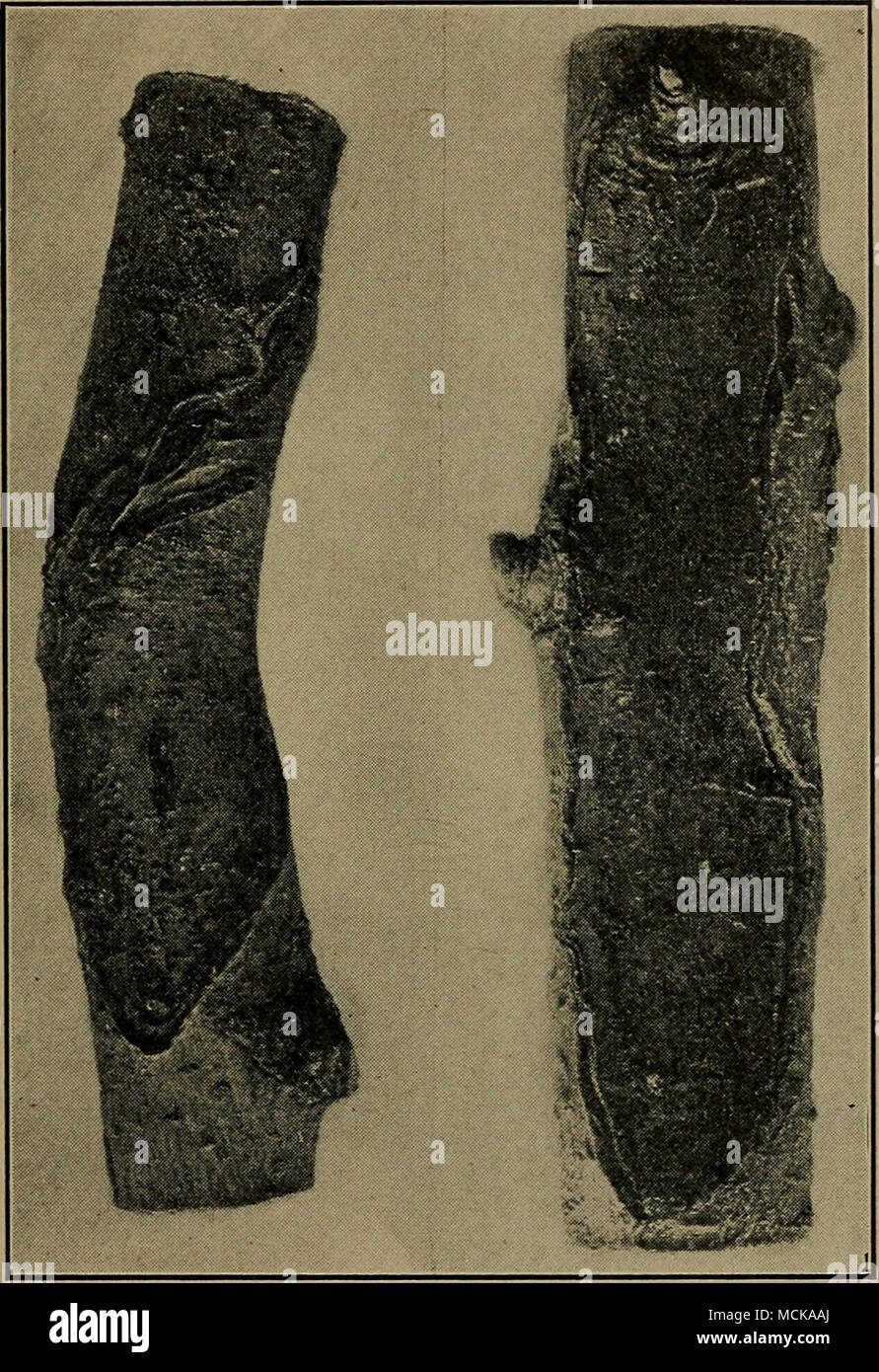 . Fig. 30. Black spot canker (macrophomose). Cordley. After Stock Photo