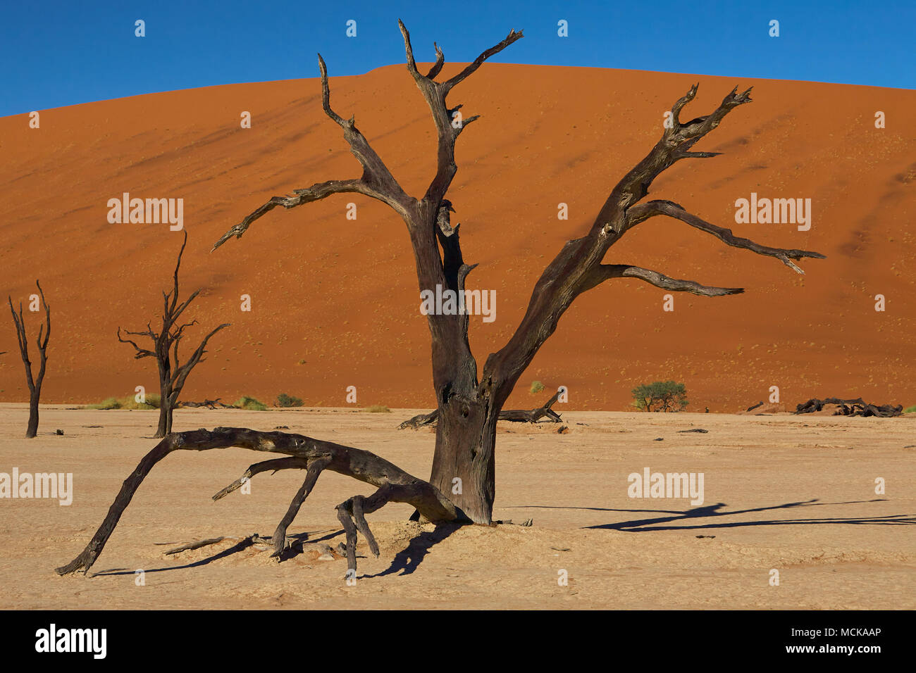 Trees of the Dead Vlei Stock Photo