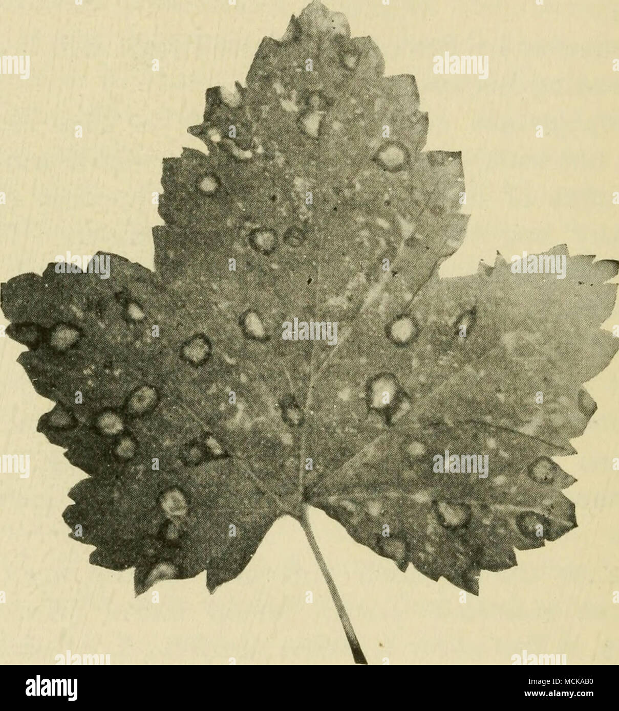 . Fig, 56. — Currant leaf-spot. After Stewart and Eustace. which bear numerous, minute, black pycnidia. Heavy infection causes defoliation. Both currants and gooseberries are affected. Treatment is as for the following disease. Angular leaf-spot ^^^ {Cercospora angulata Wint.).—This term is applied to a peculiar spotting of the leaves of both currants and gooseberries. It is likely to occur wherever these plants are grown. The spot is of rather characteristic appearance, irregular or angular in outline, generally about 3 mm. in diameter. In the center of the brown or gray, dis- Stock Photo