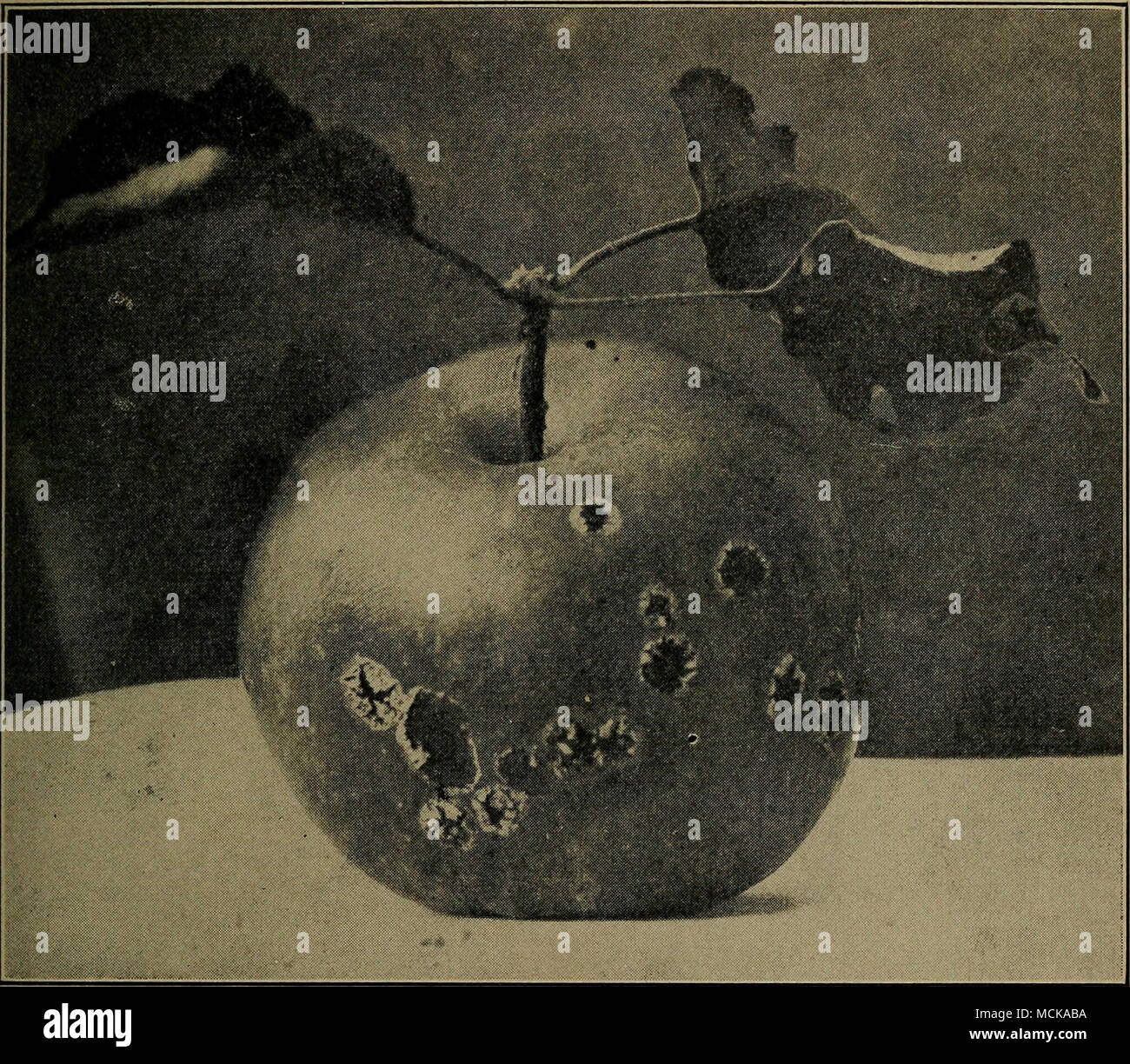 . Fig. 25.—Apple scab. After Craig. ing. The irritation and retardation of growth caused by the presence of the fungus induces the leaves to curl and wrinkle in a characteristic manner. The injuries by this disease may be enumerated as follows: lessened leaf value, retarded twig and wood growth, premature fall of fruit, retardation of full develop- Stock Photo