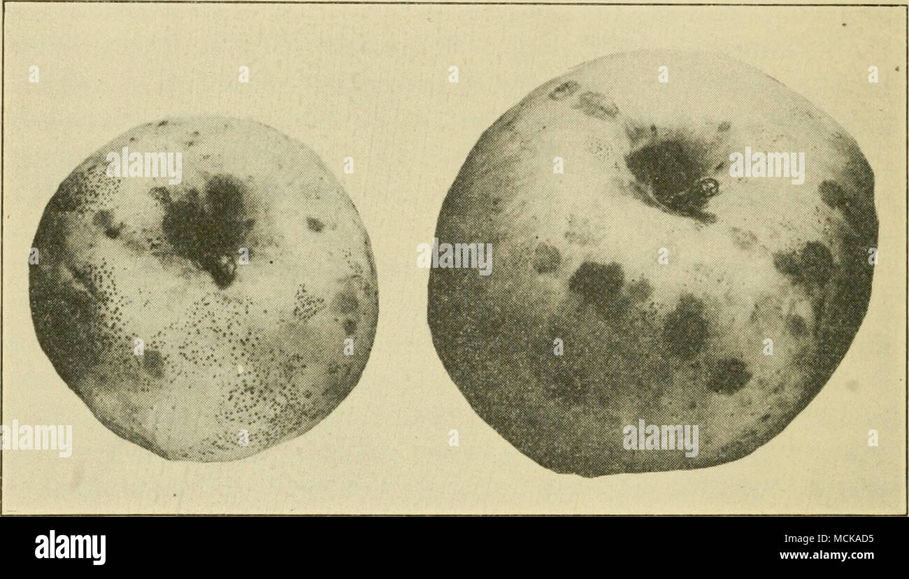 . Fig. 27. — Fly-speck (at left); Sooty-blotch (at right). After Colby. fly-specks, this fungus causes disfigurement of the apple. The generic position of the fungus is in doubt, though it was originally named Lahrella pomi by Montague. Volutella rot^^ (Volutella frudi S. &amp; H.). — In general appearance the volutella rot is not readily distinguished from black-rot, though the texture of the rotted tissue is much firmer and drier. Under the hand lens the sporiferous pustules are seen to be clothed with numerous hairs, which character sufficiently marks it as a separate disease. It has been r Stock Photo